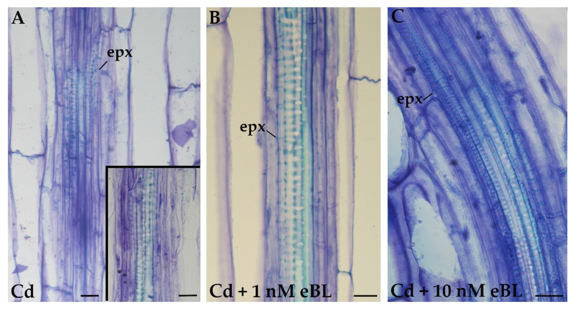 Plants 11 03278 g003