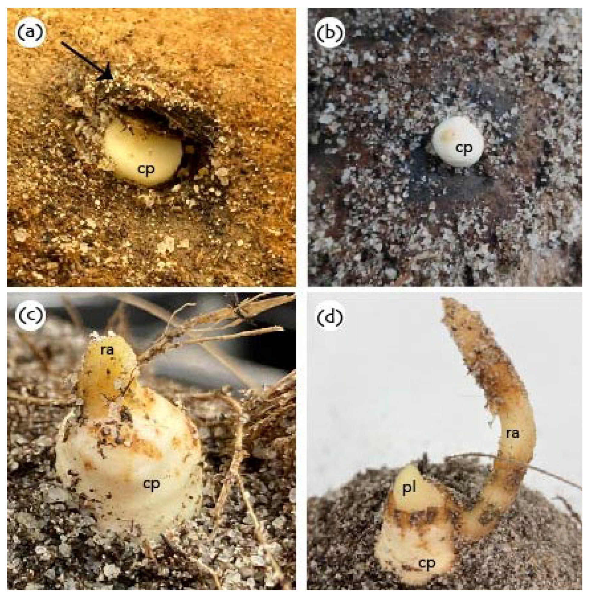 Plants 11 03293 g005 Plants 11 03293 g005