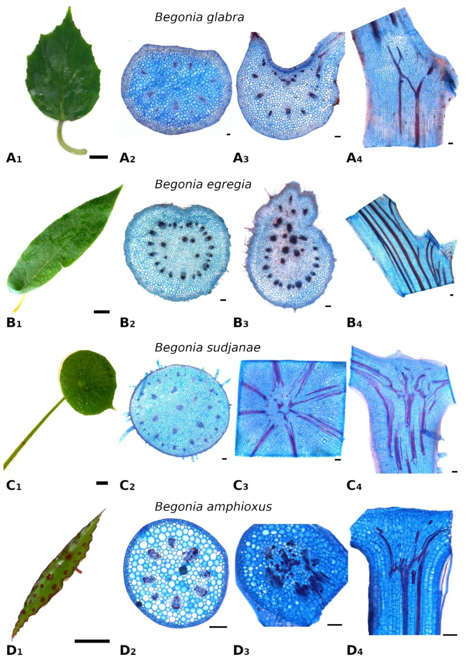 Plants 11 03297 g001