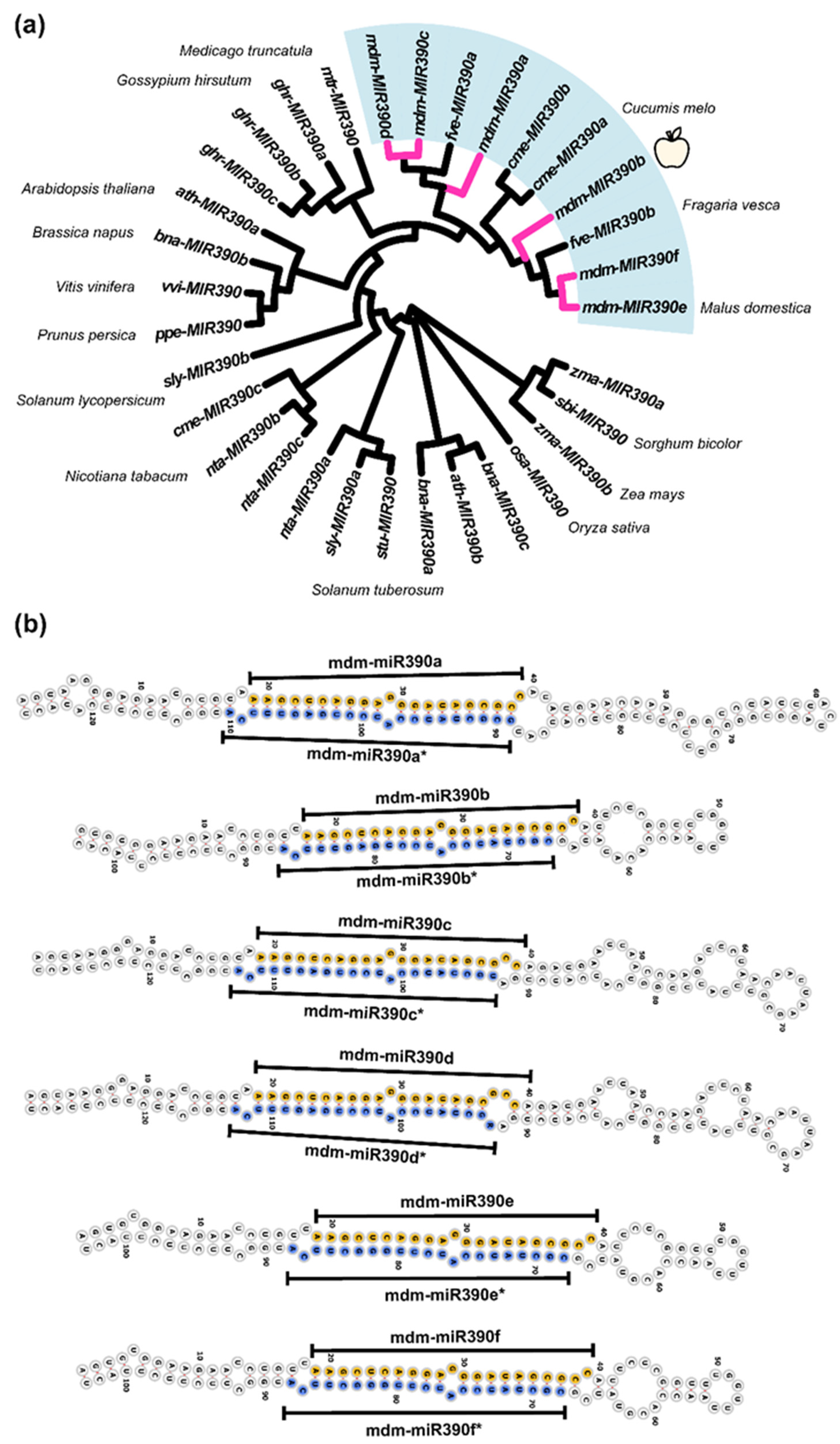 Plants 11 03299 g001