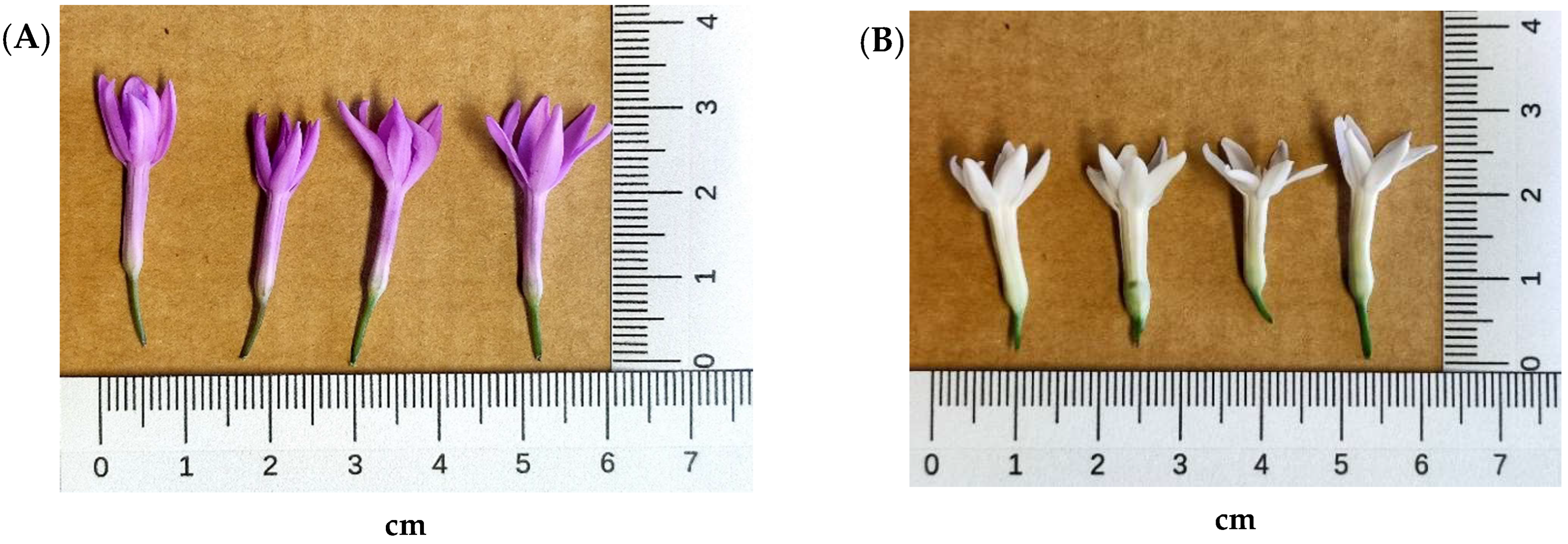 Plants 11 03305 g001