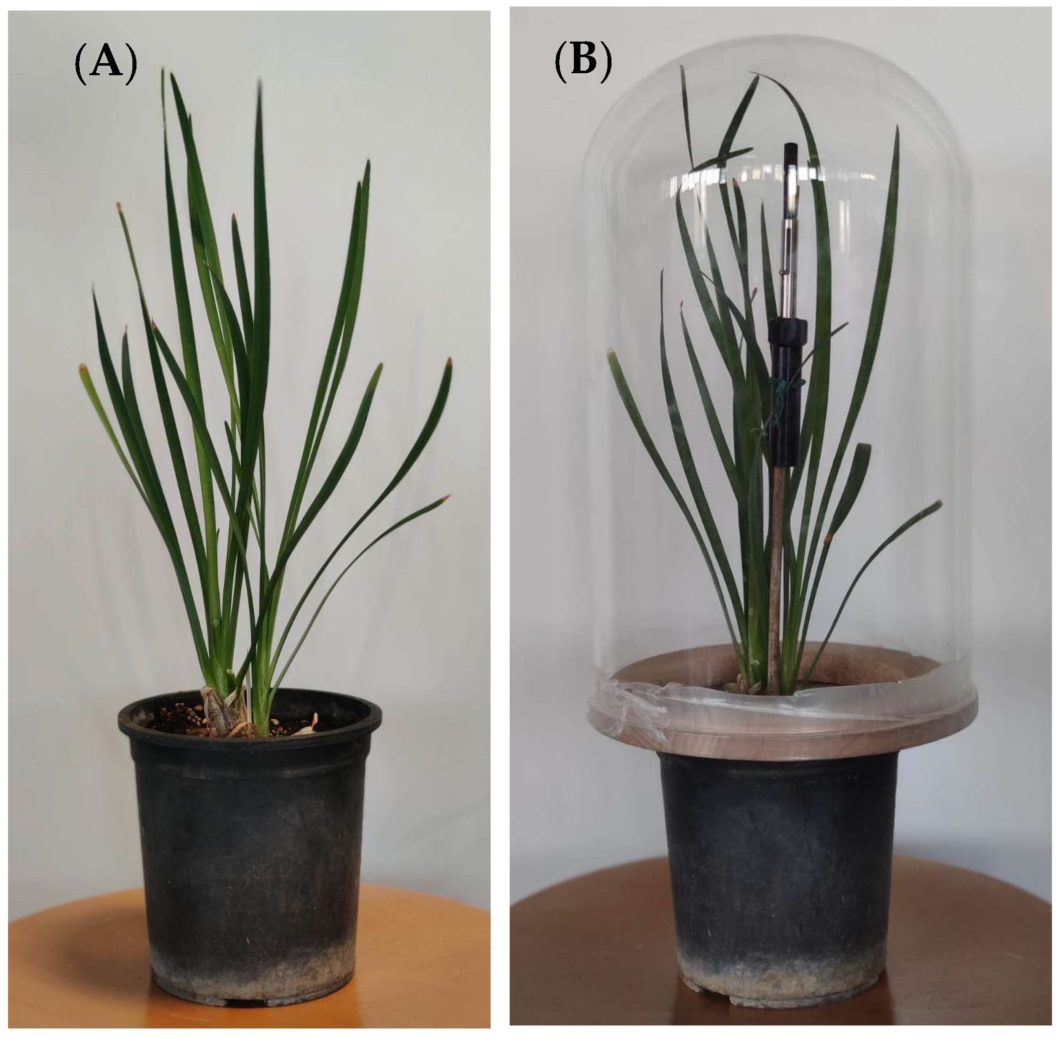 Plants 11 03305 g003