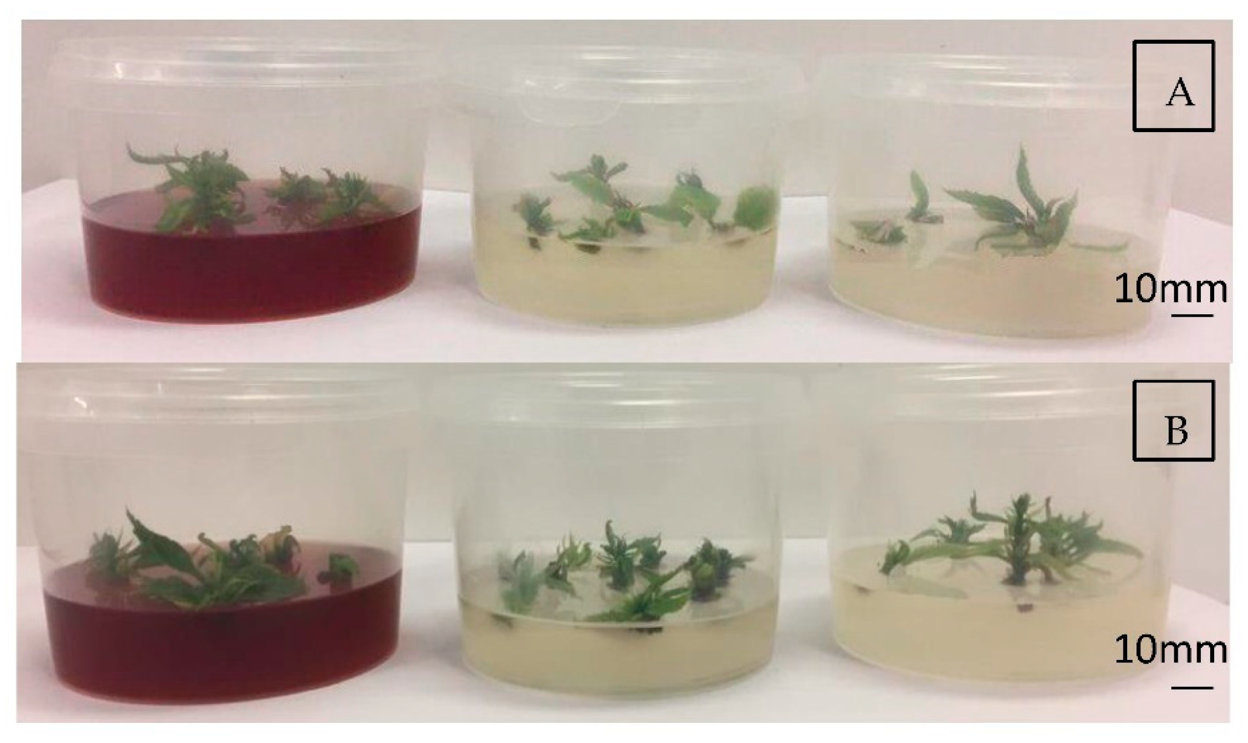 Plants 11 03308 g006 Plants 11 03308 g006