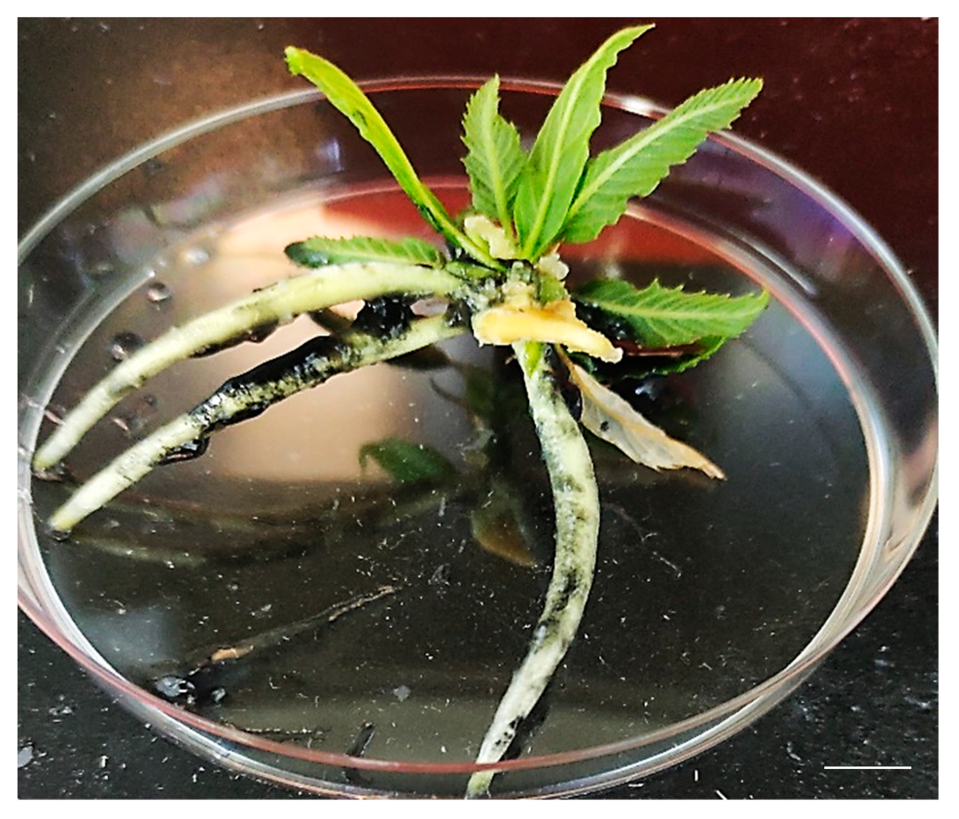 Plants 11 03308 g007 Plants 11 03308 g007