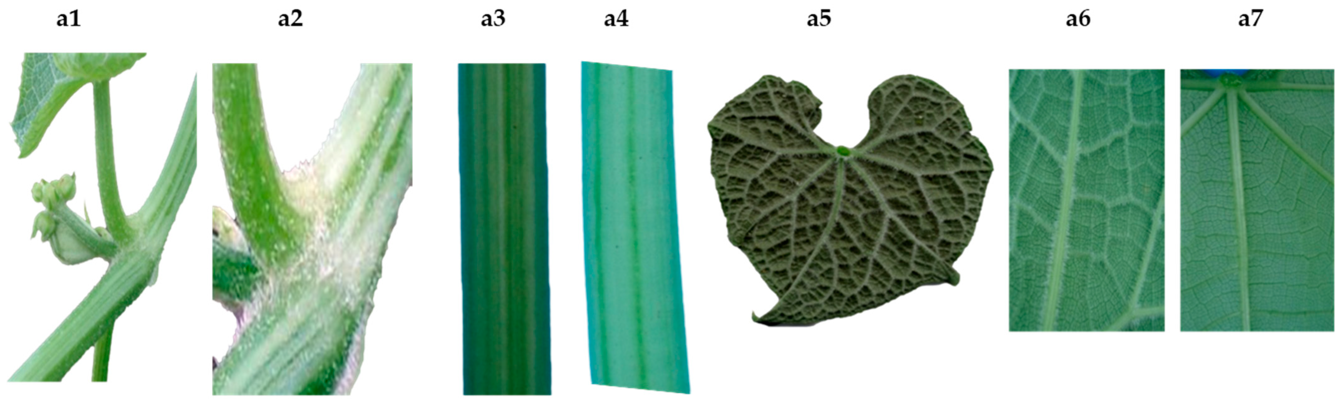 Plants 11 03309 g002