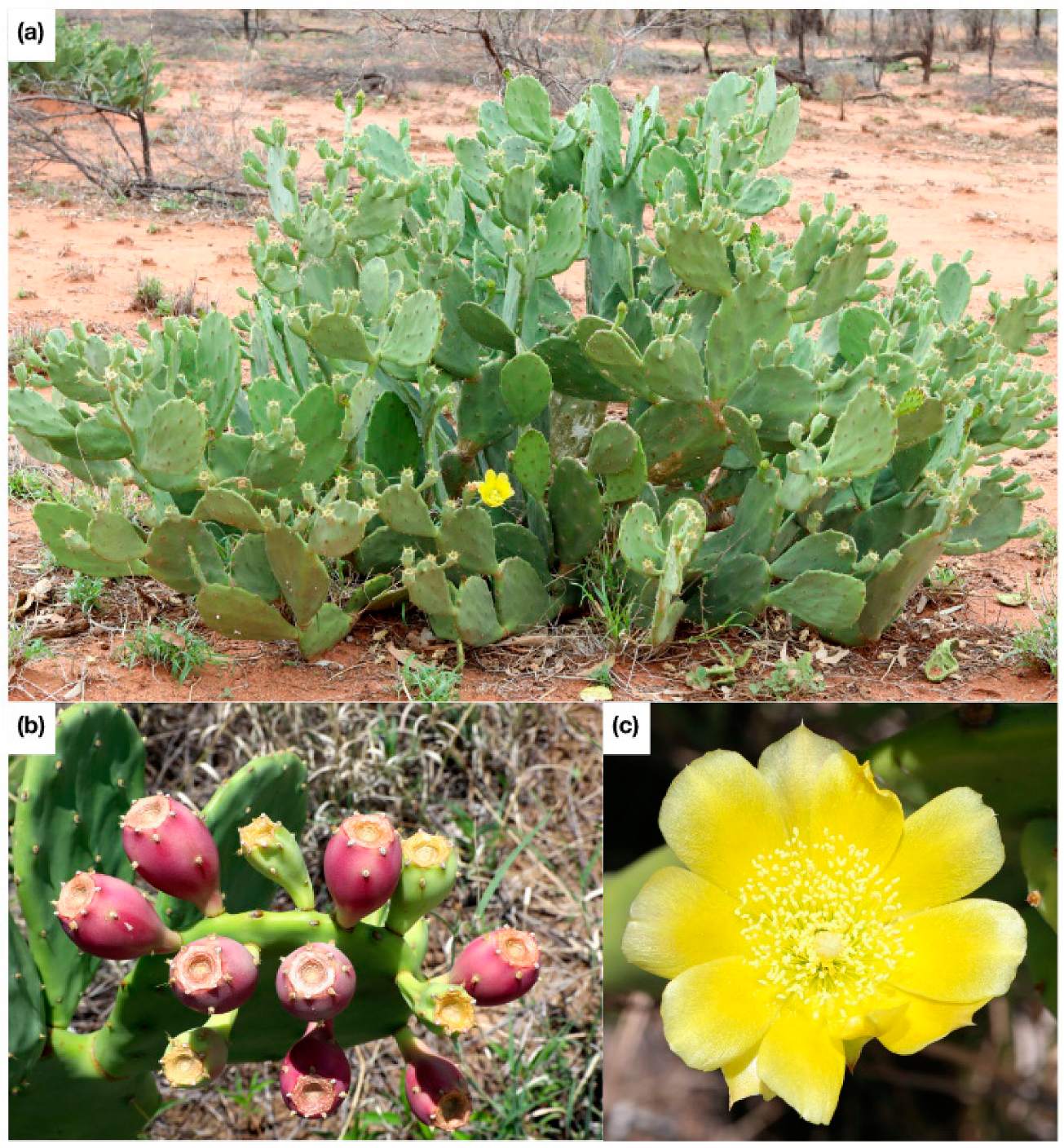 Plants 11 03334 g001