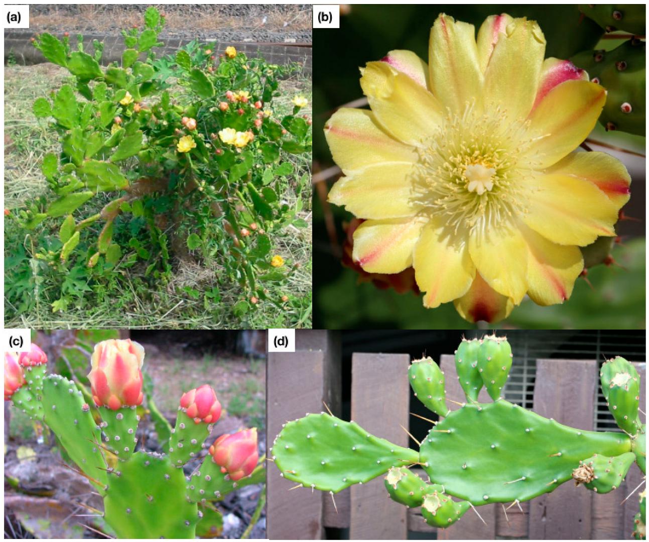 Plants 11 03334 g002