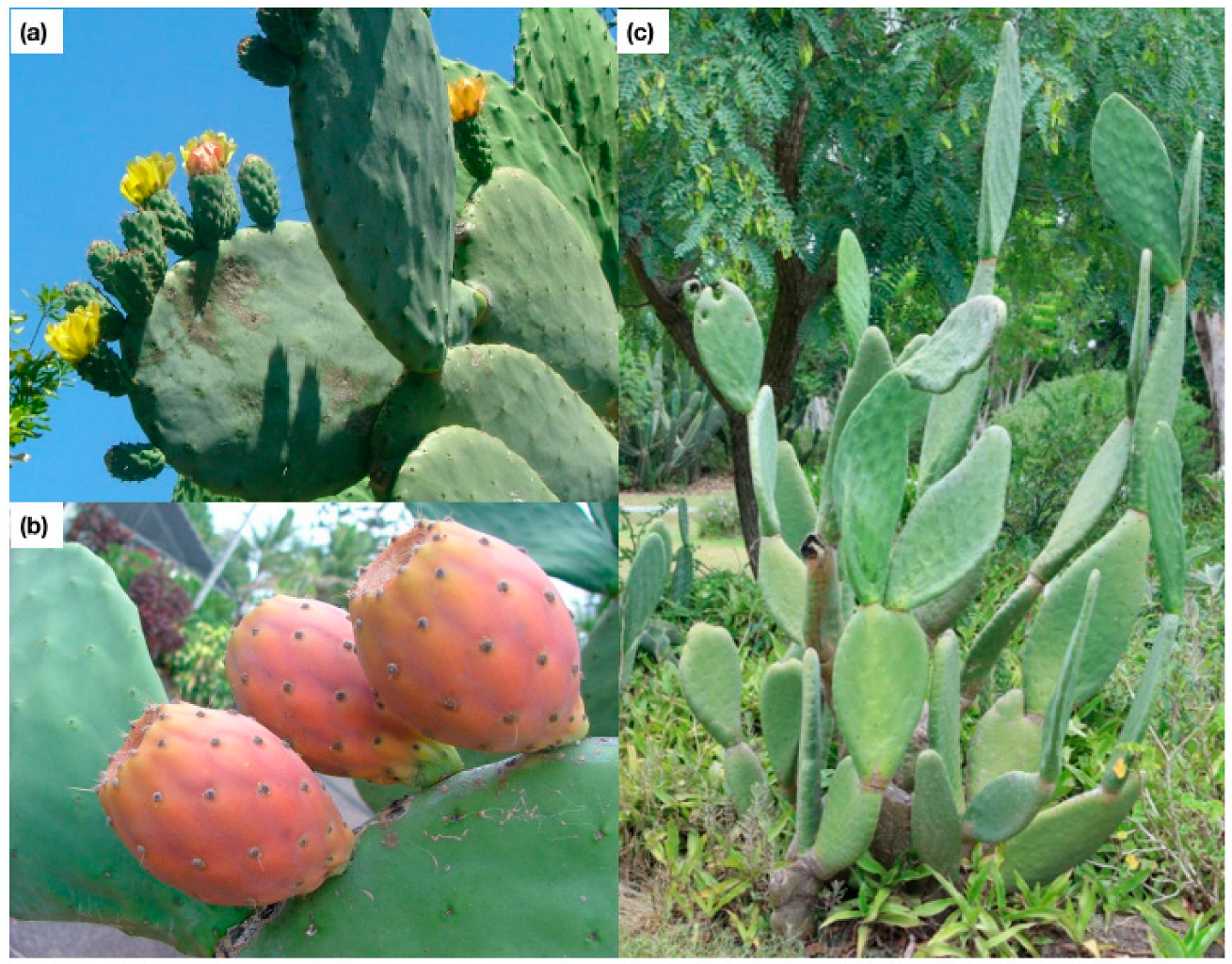 Plants 11 03334 g003