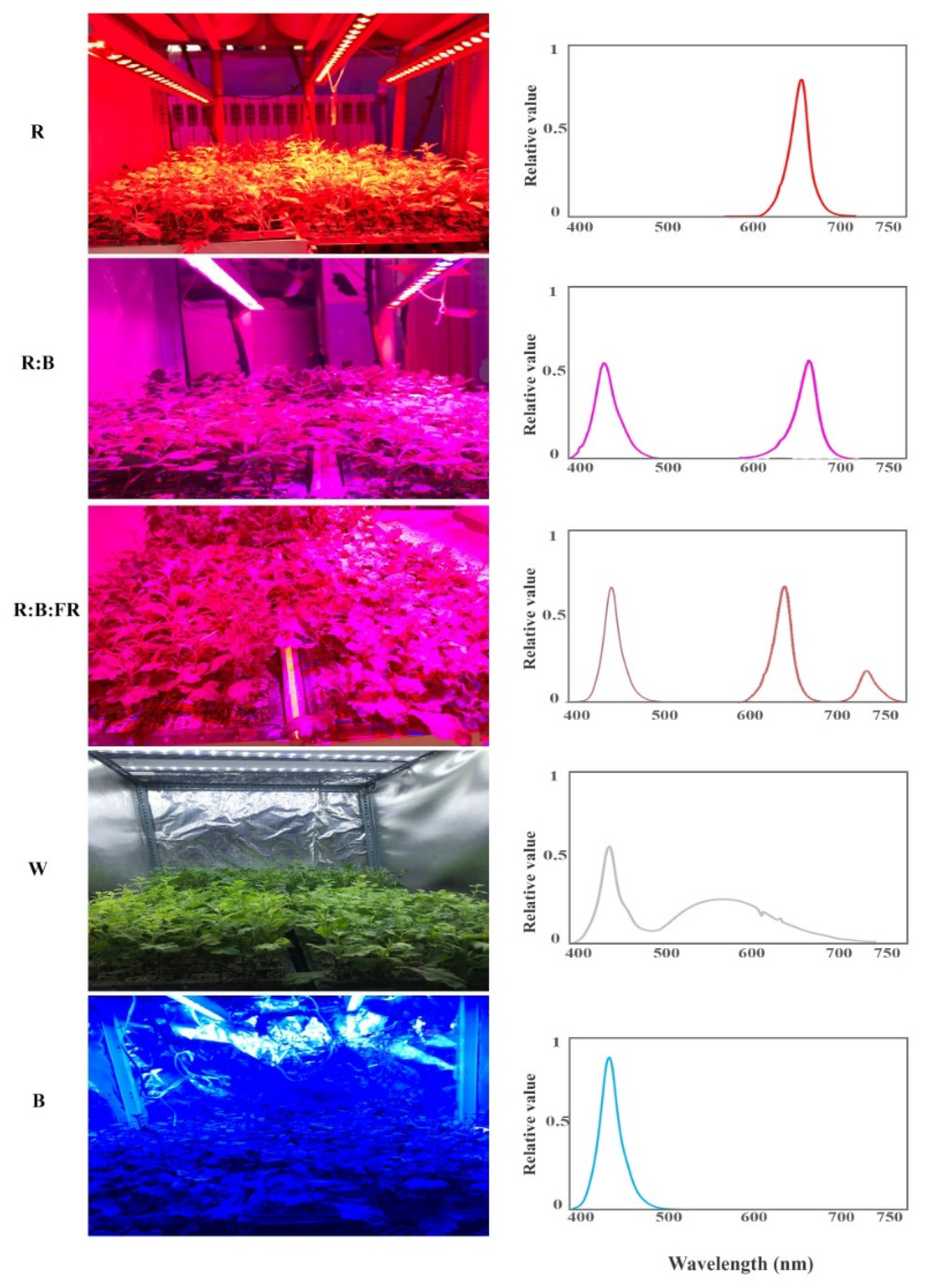 Plants 11 03337 g009