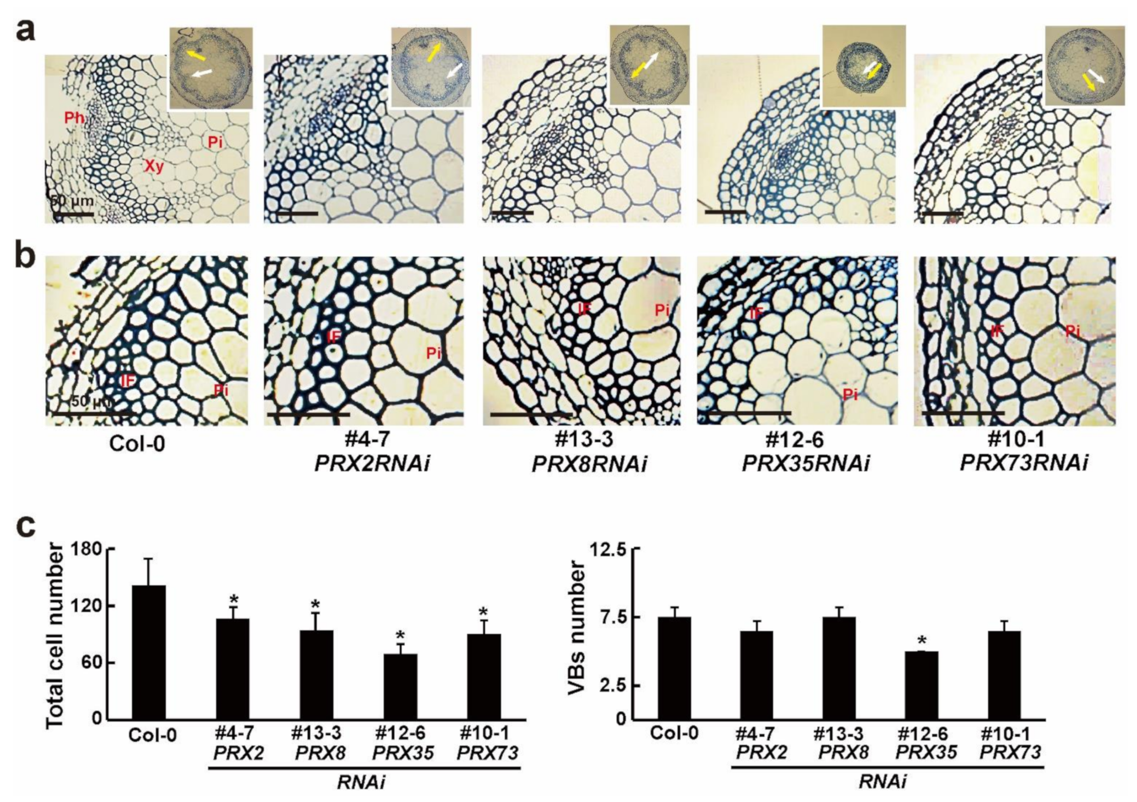 Plants 11 03353 g004