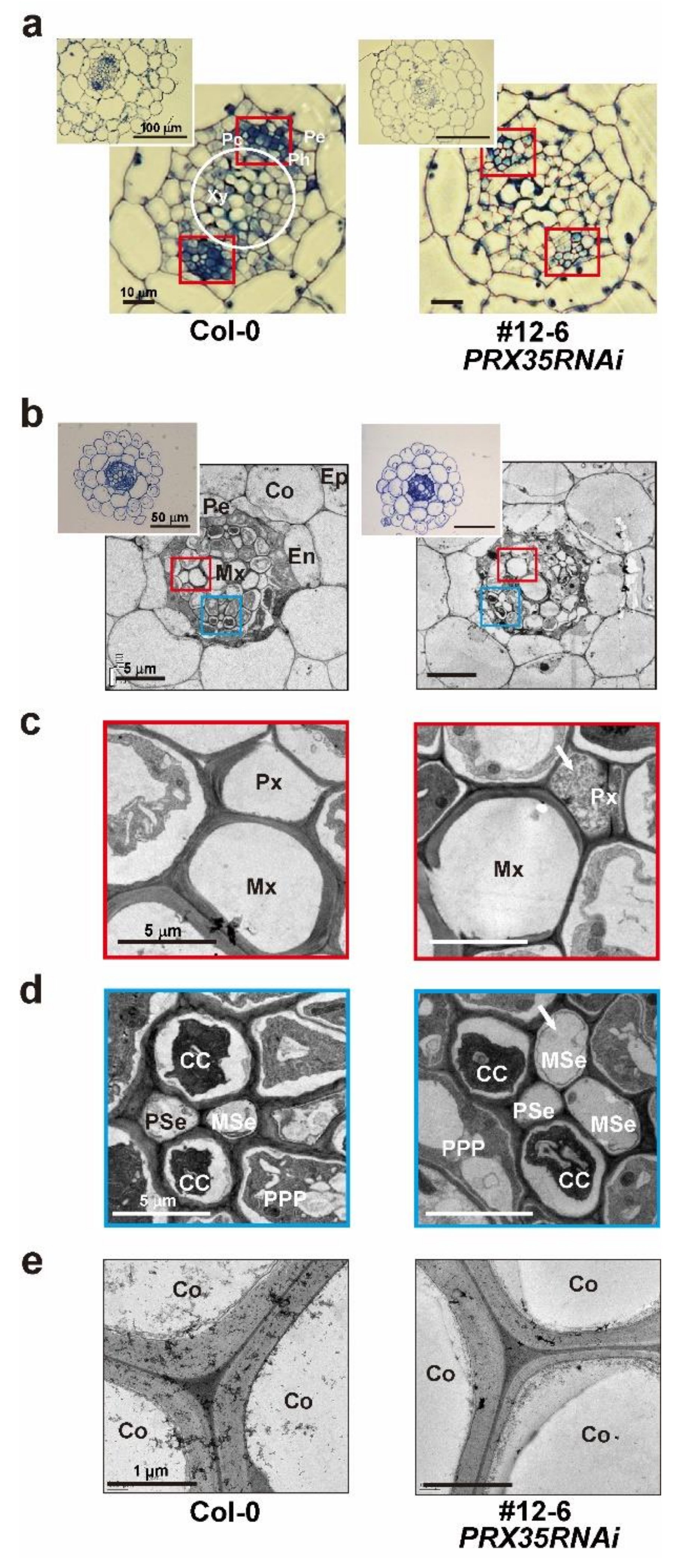 Plants 11 03353 g005