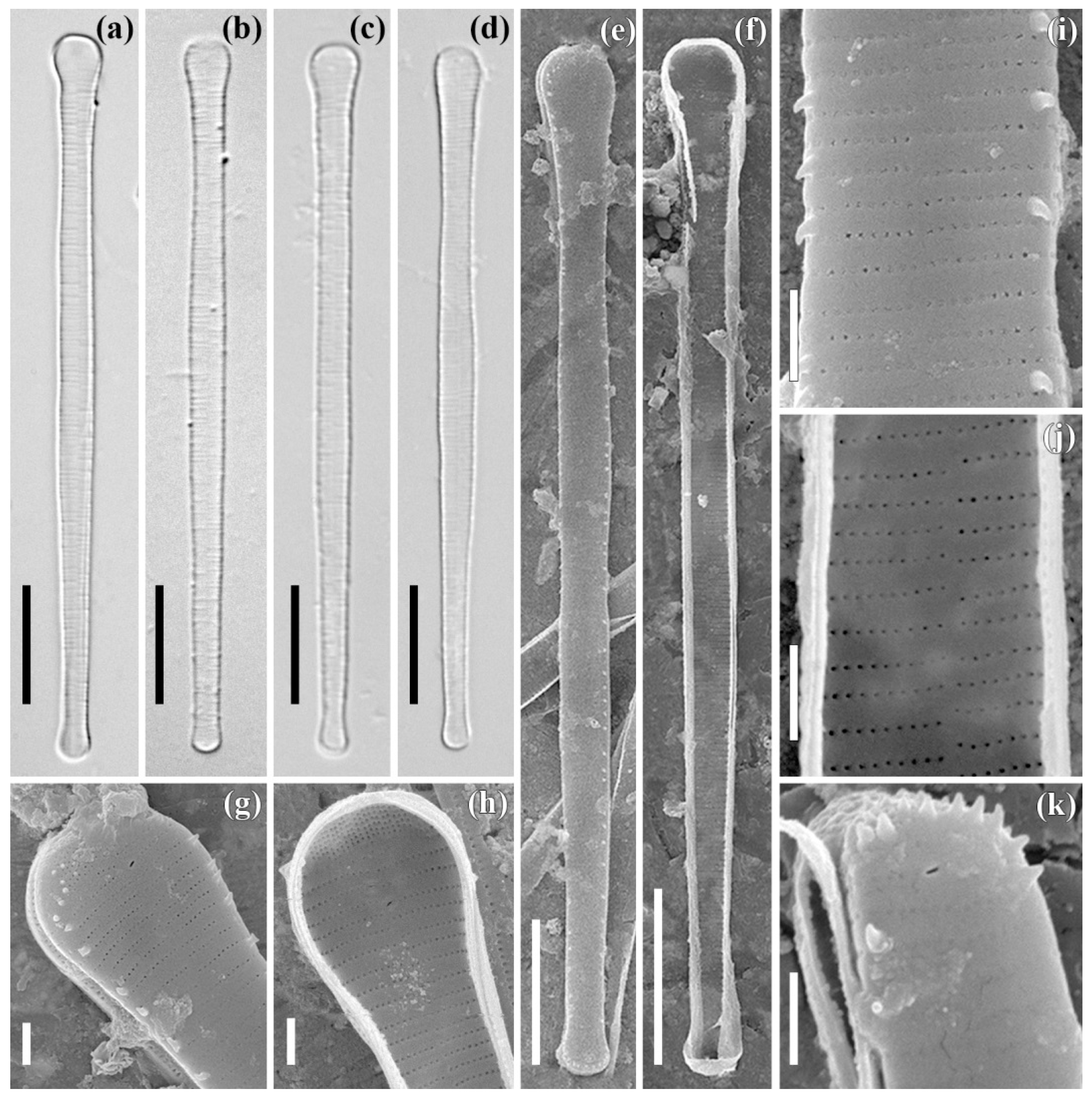 Plants 11 03361 g001 Plants 11 03361 g001