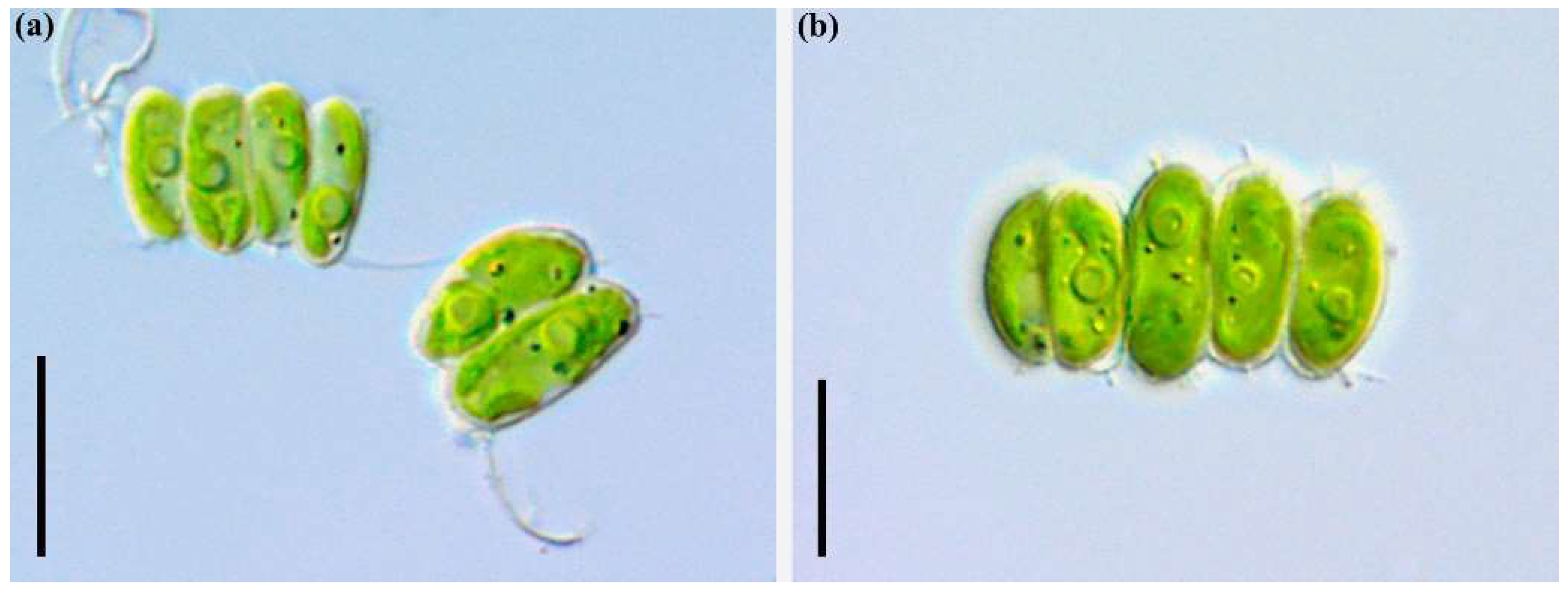 Plants 11 03361 g004 Plants 11 03361 g004