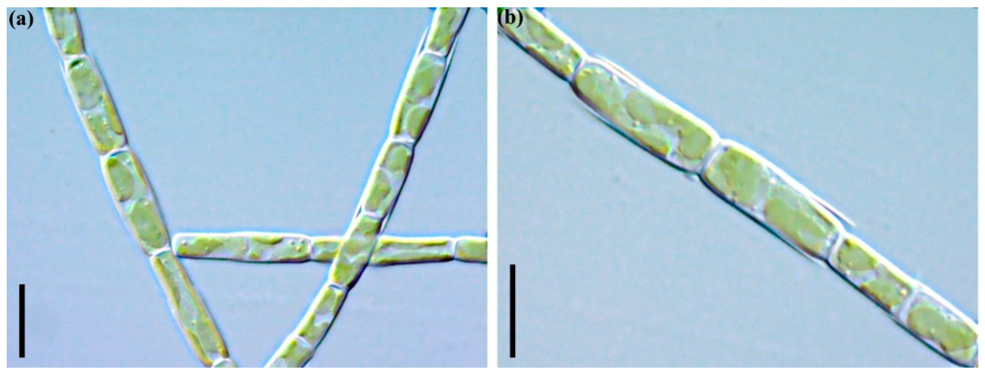 Plants 11 03361 g005 Plants 11 03361 g005