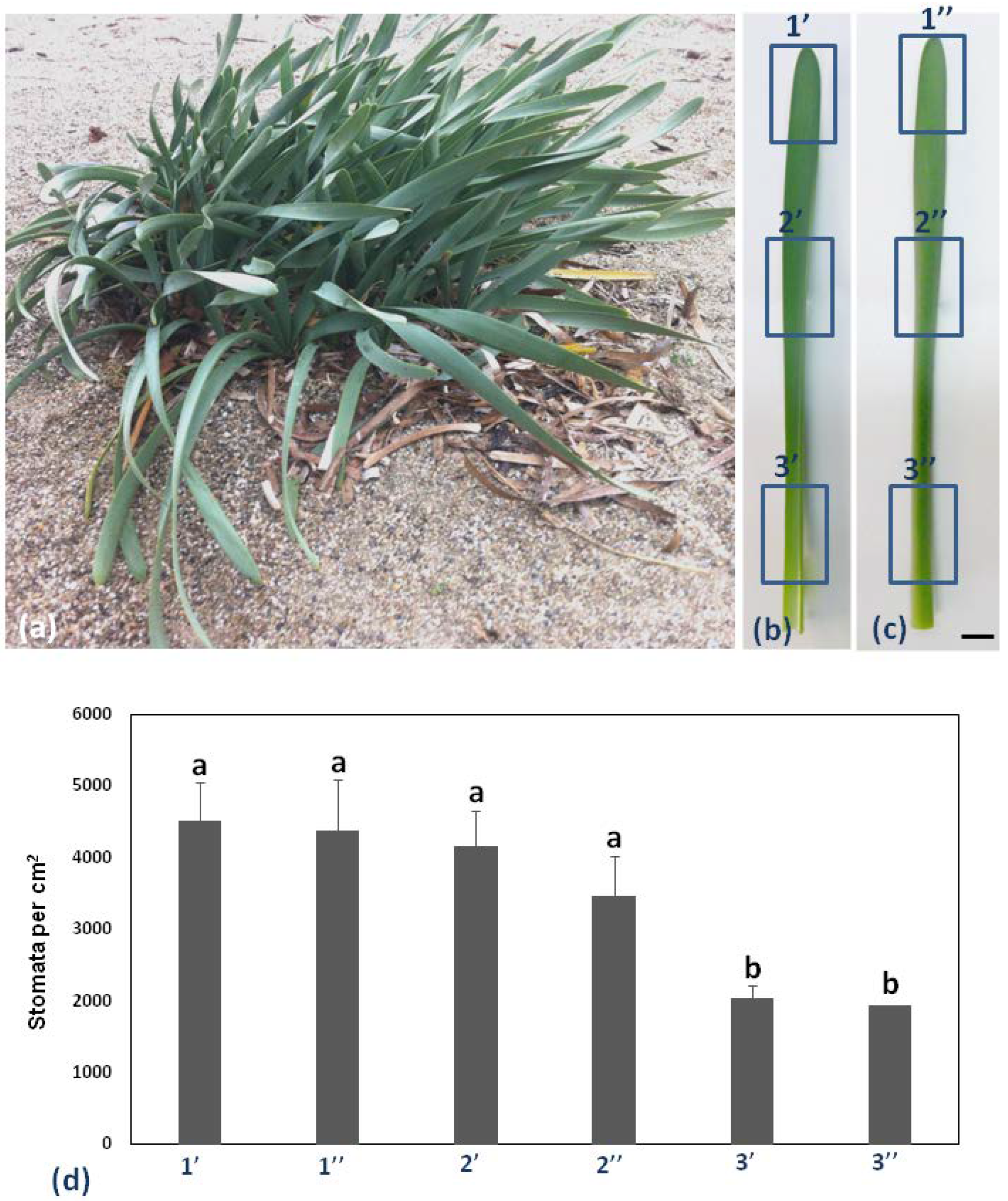 Plants 11 03377 g001 Plants 11 03377 g001