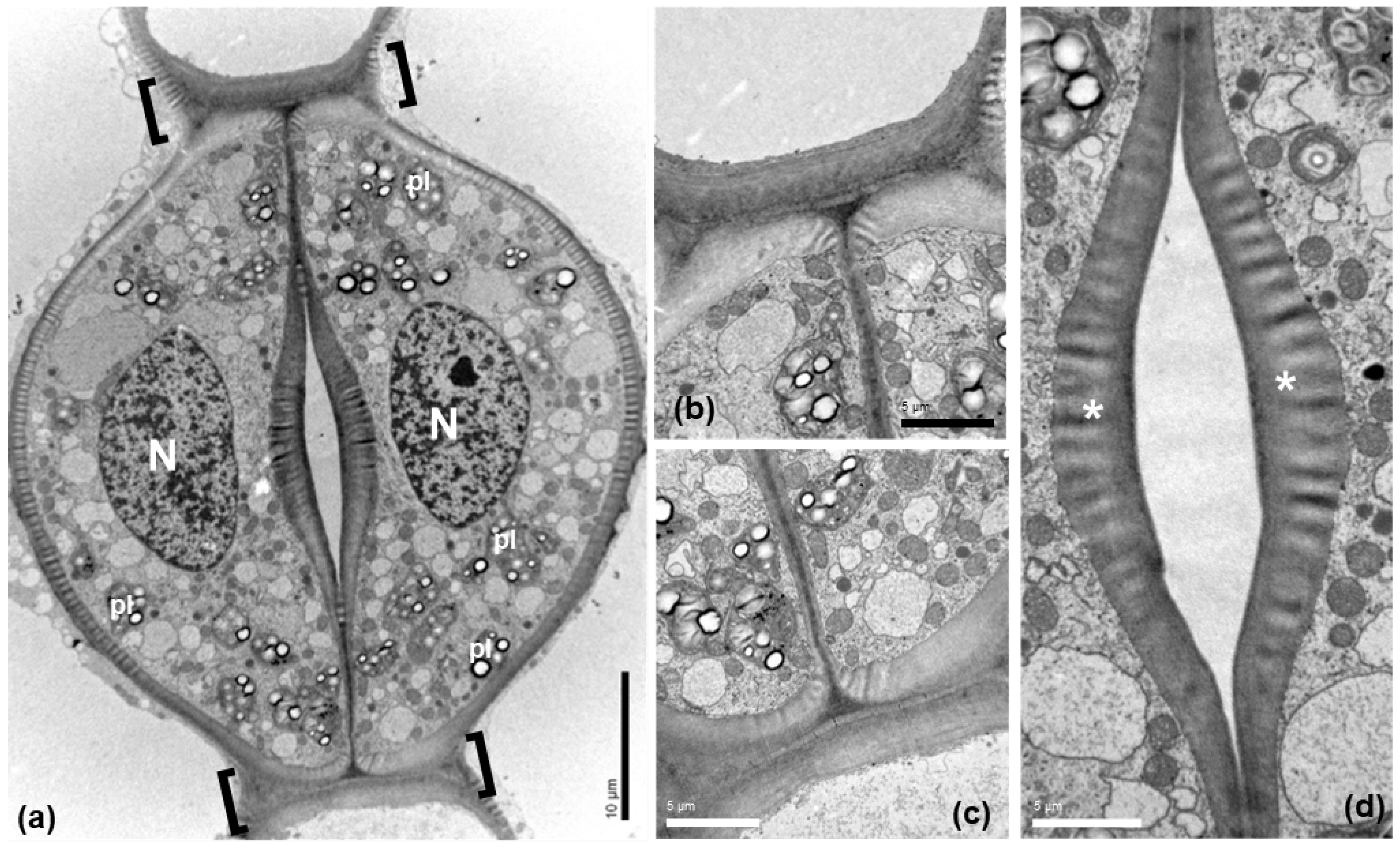 Plants 11 03377 g003 Plants 11 03377 g003