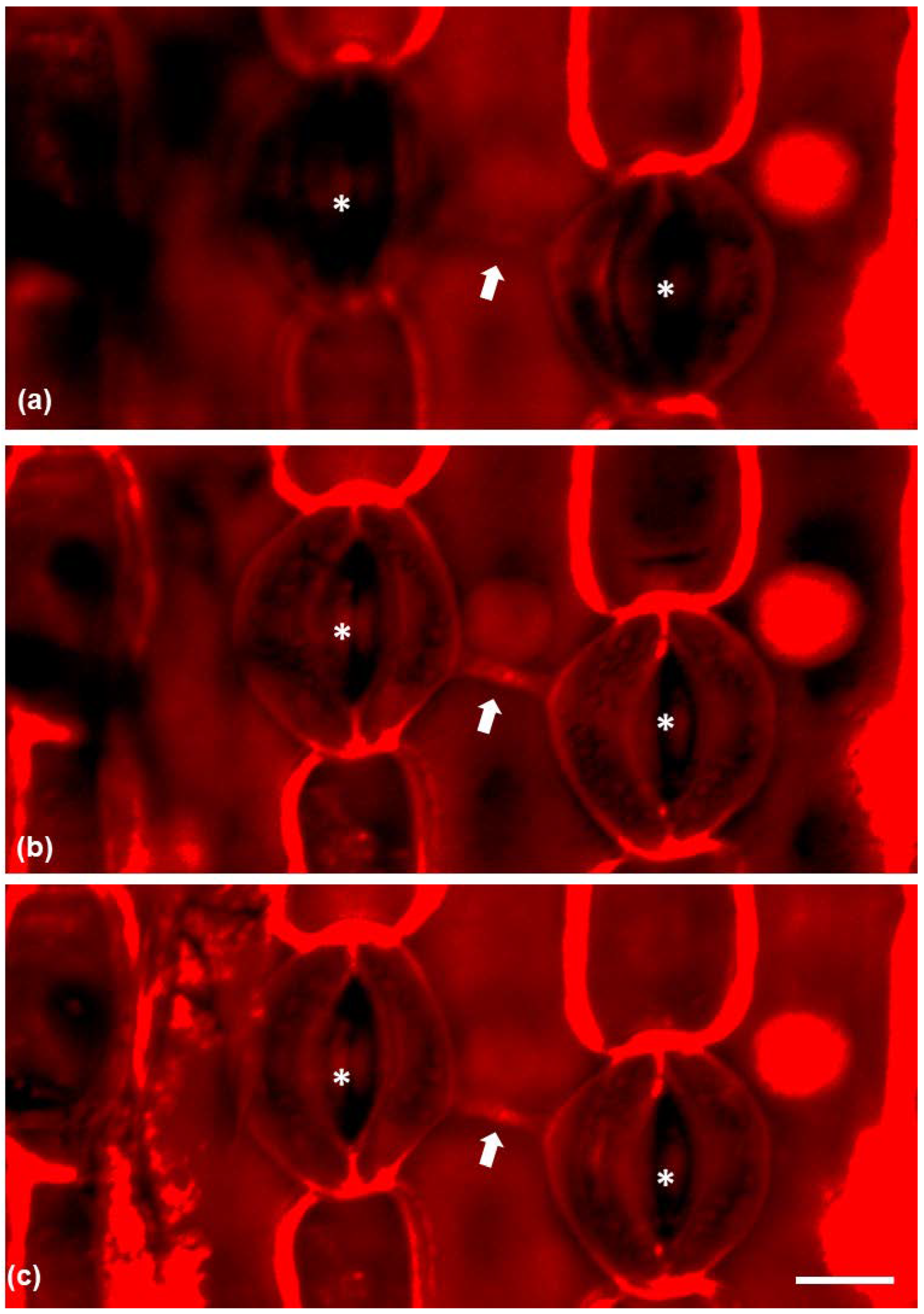 Plants 11 03377 g005 Plants 11 03377 g005