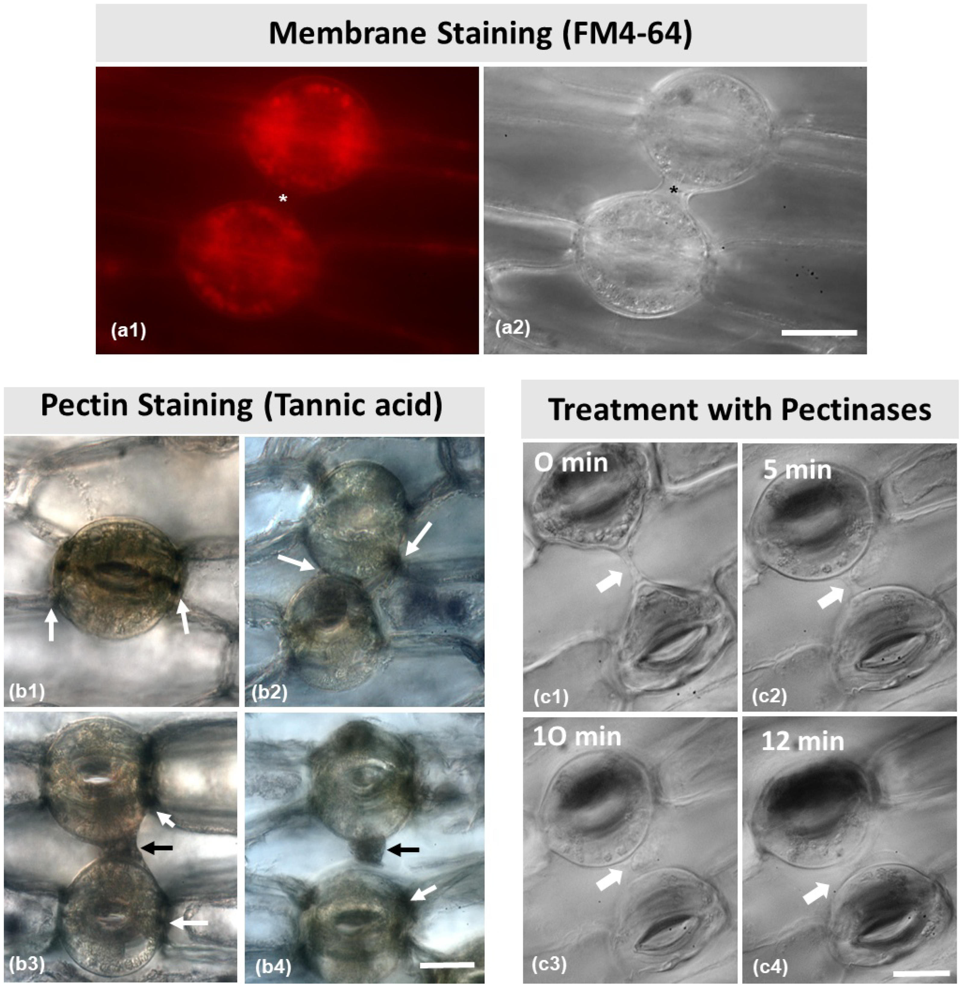 Plants 11 03377 g007 Plants 11 03377 g007