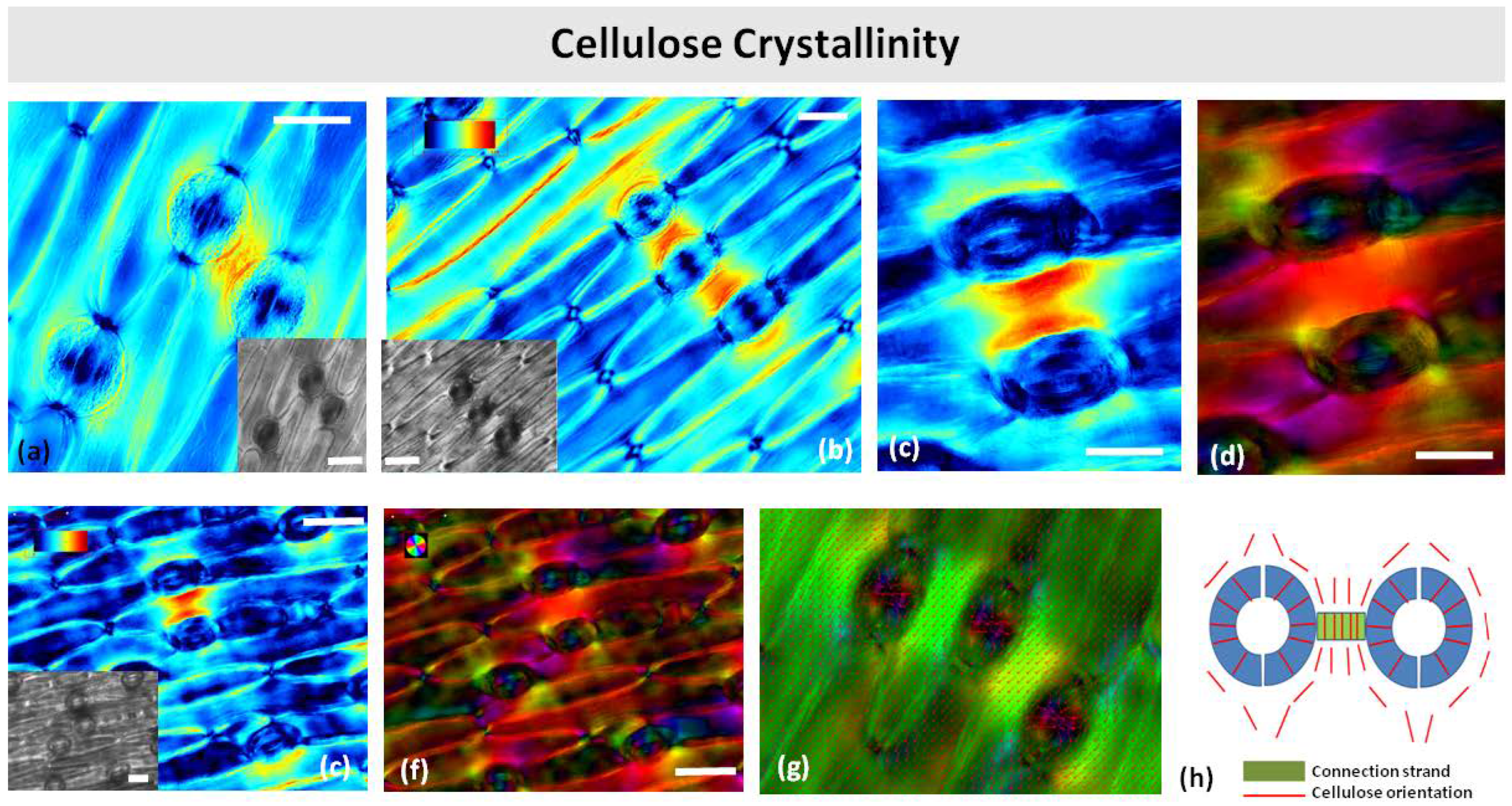 Plants 11 03377 g010 Plants 11 03377 g010