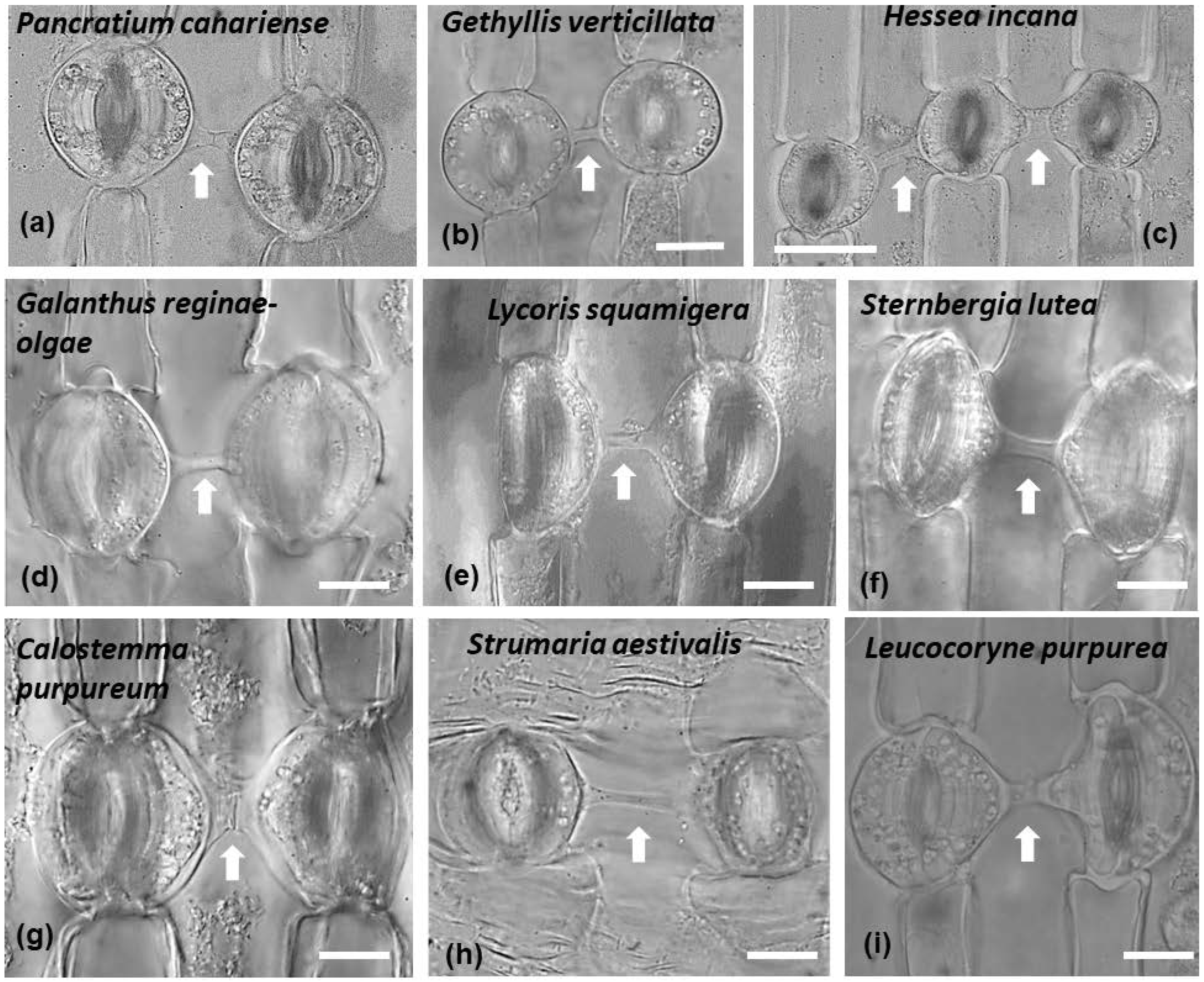 Plants 11 03377 g013 Plants 11 03377 g013