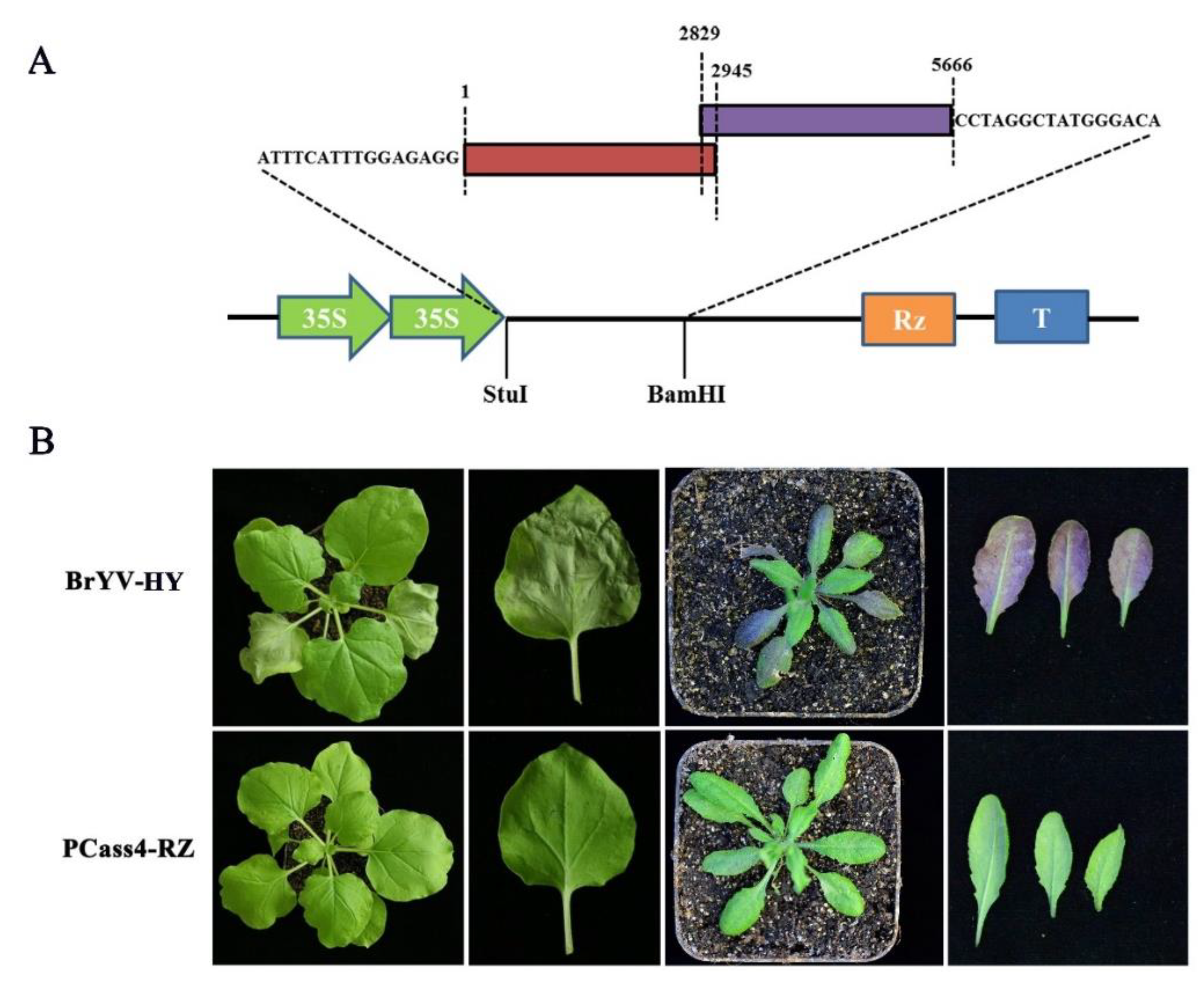 Plants 11 03380 g003