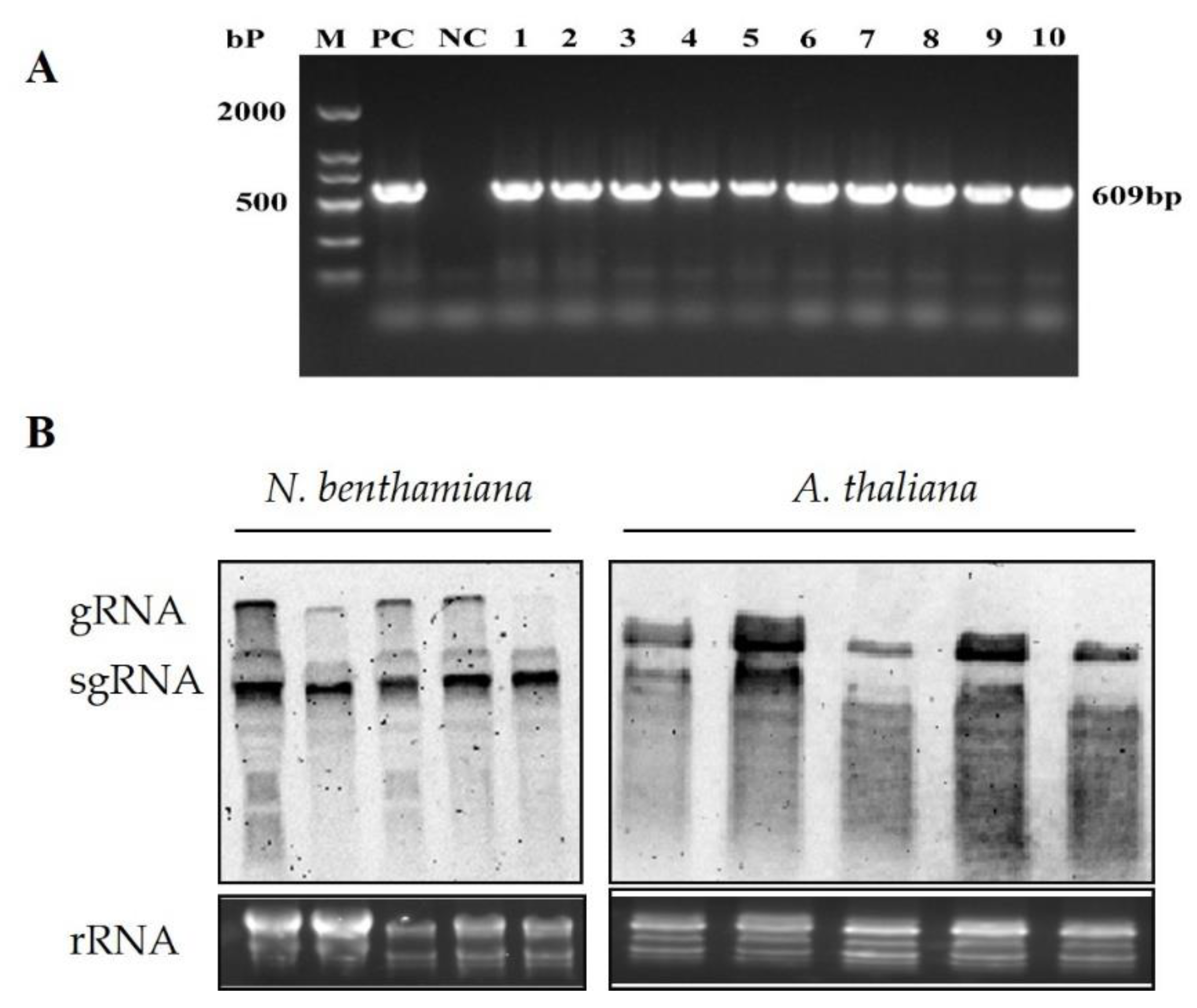 Plants 11 03380 g004