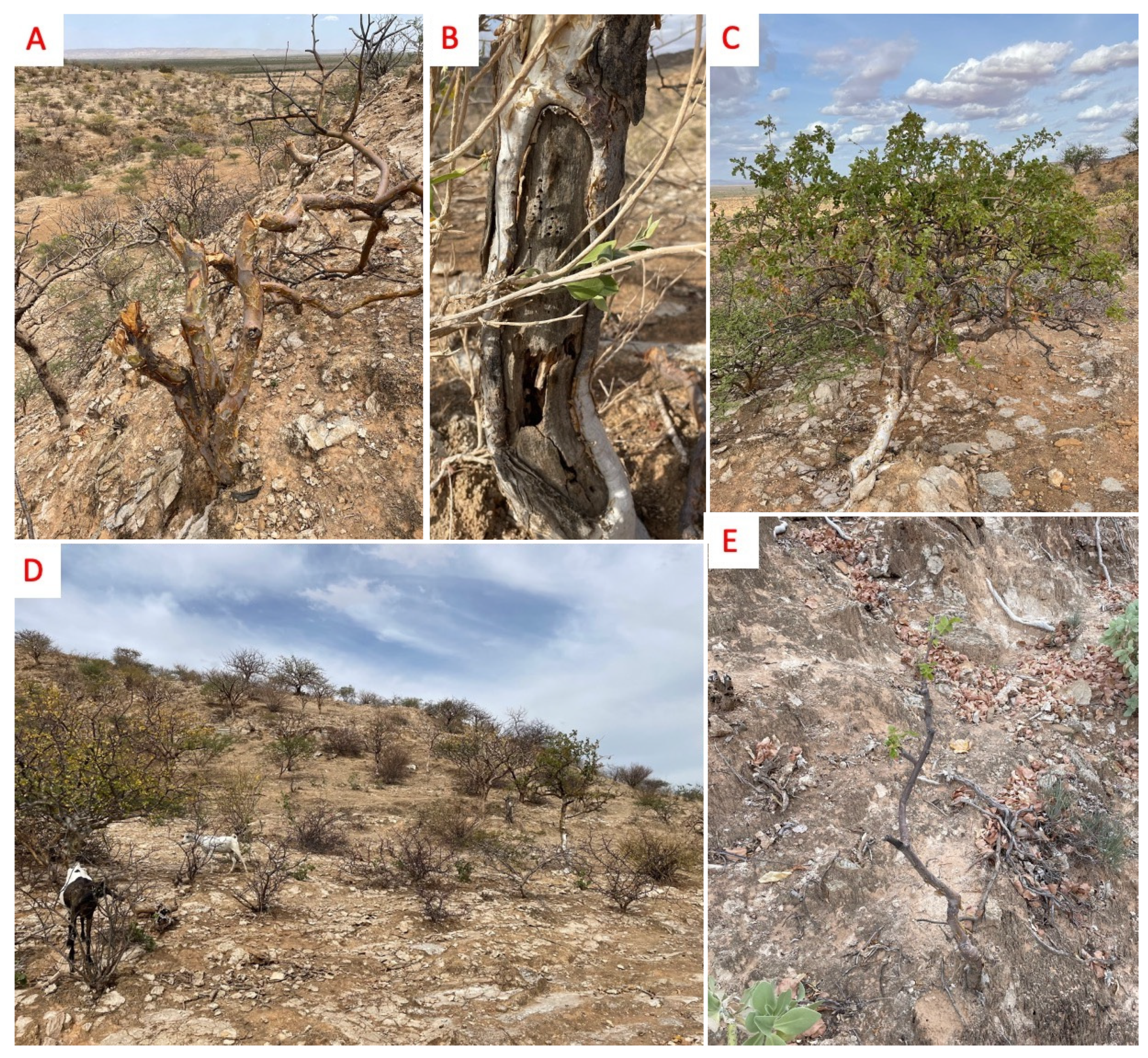 Plants 11 03381 g002