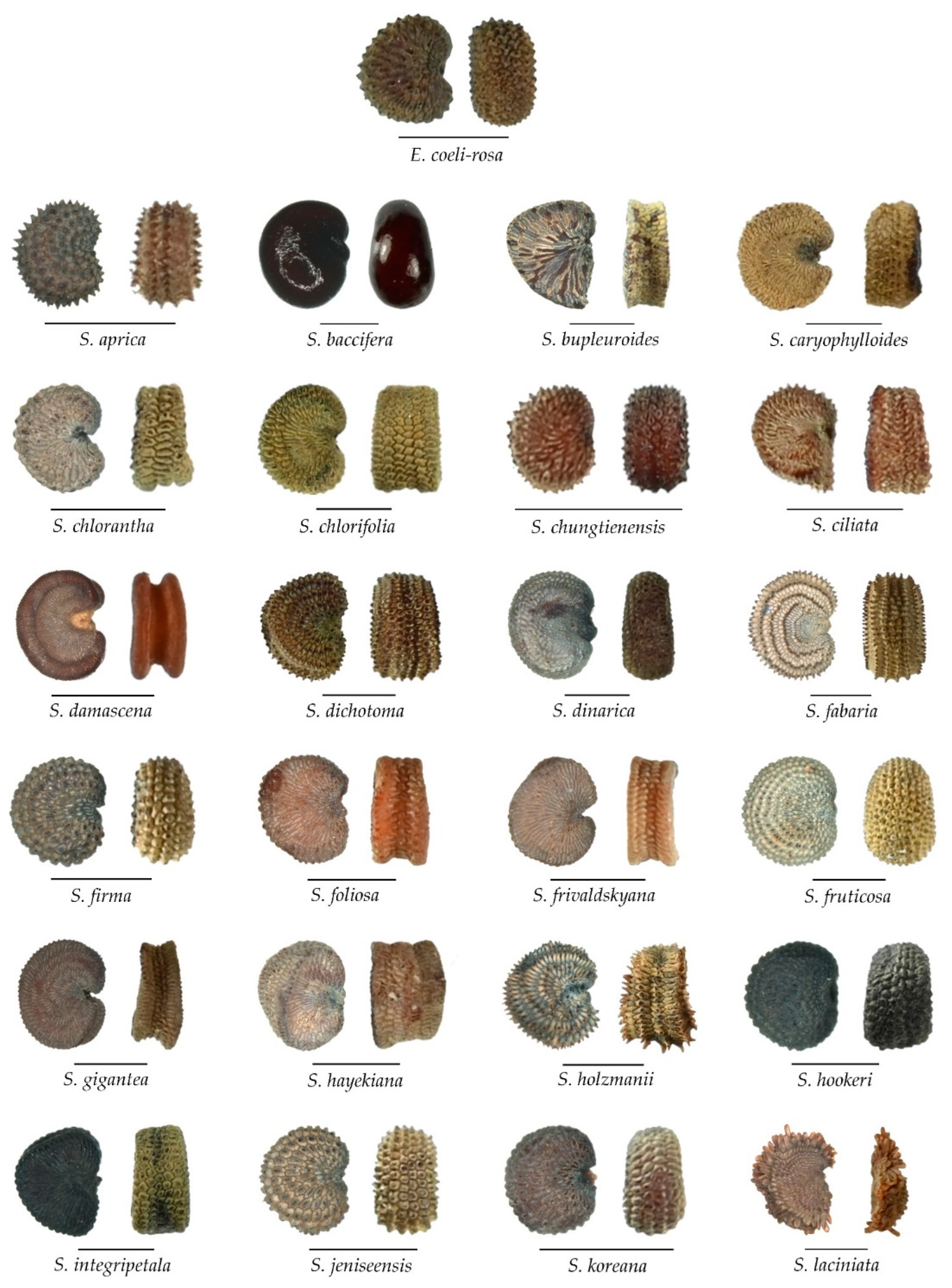 Plants 11 03383 g0a1a