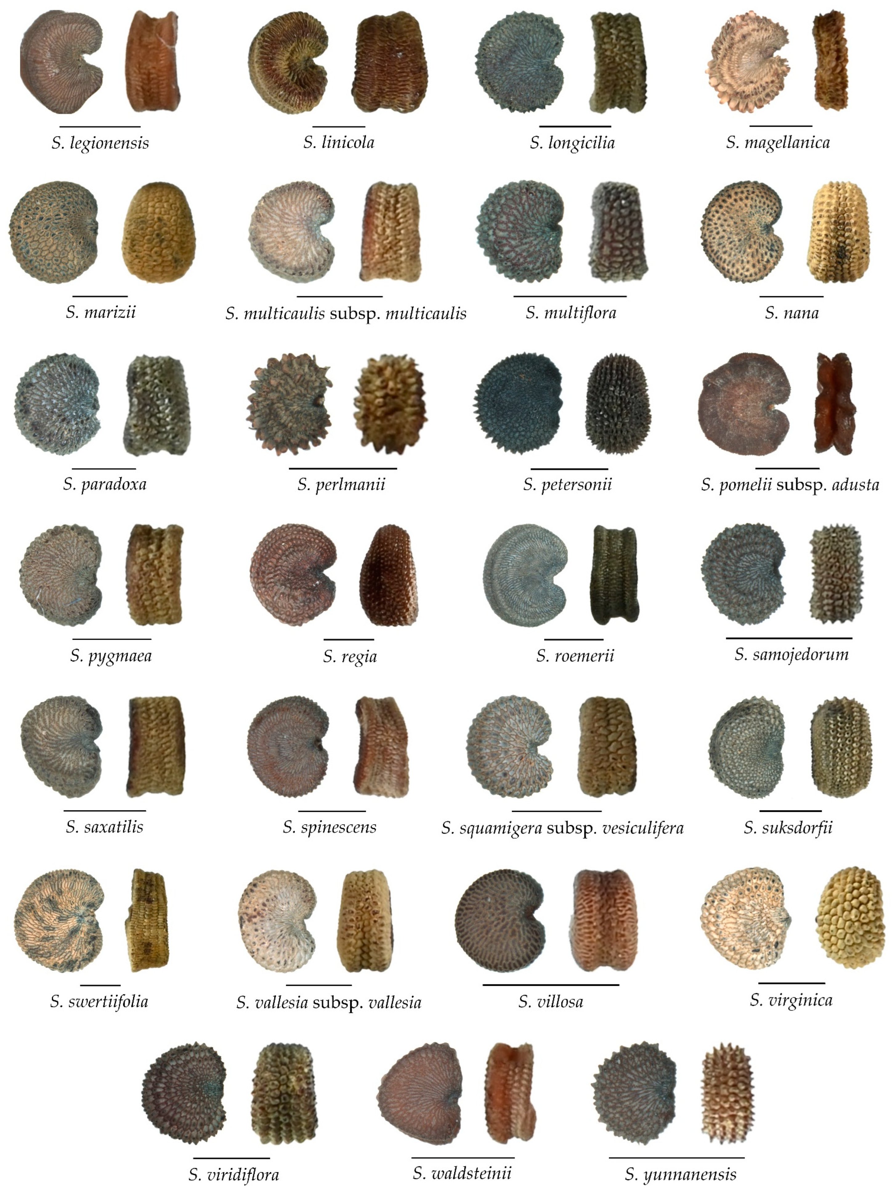 Plants 11 03383 g0a1b