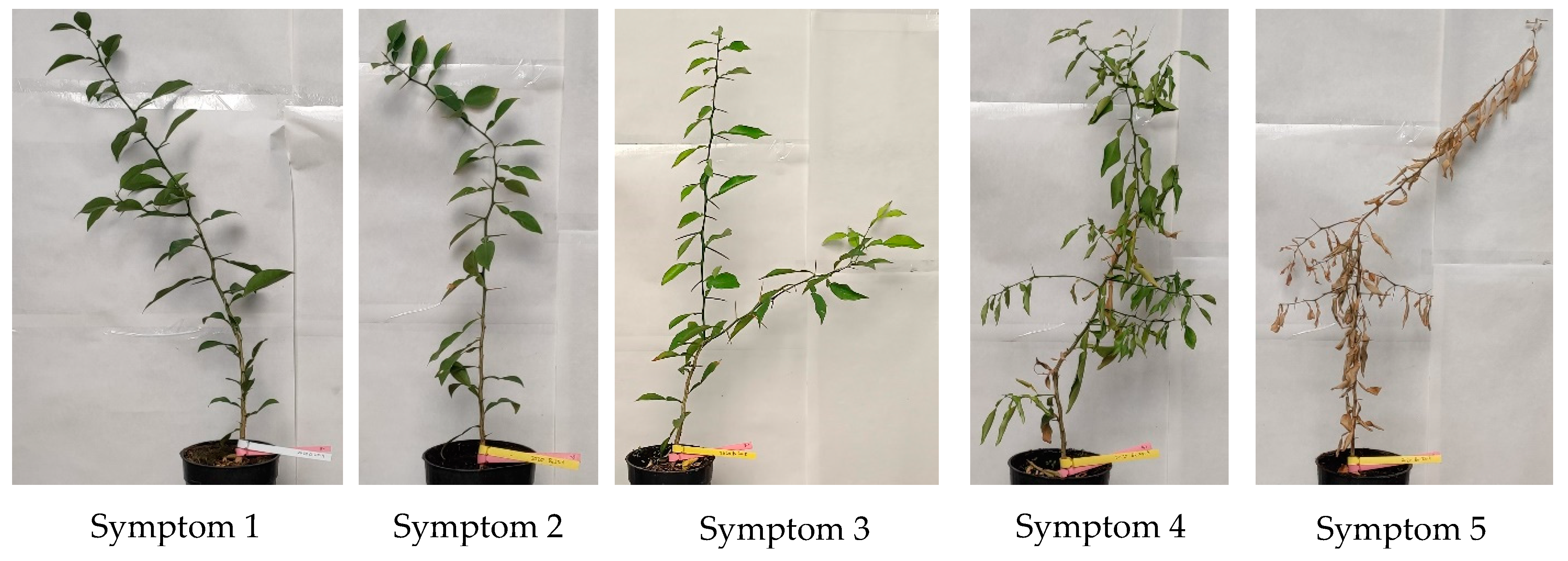 Plants 11 03388 g002 Plants 11 03388 g002