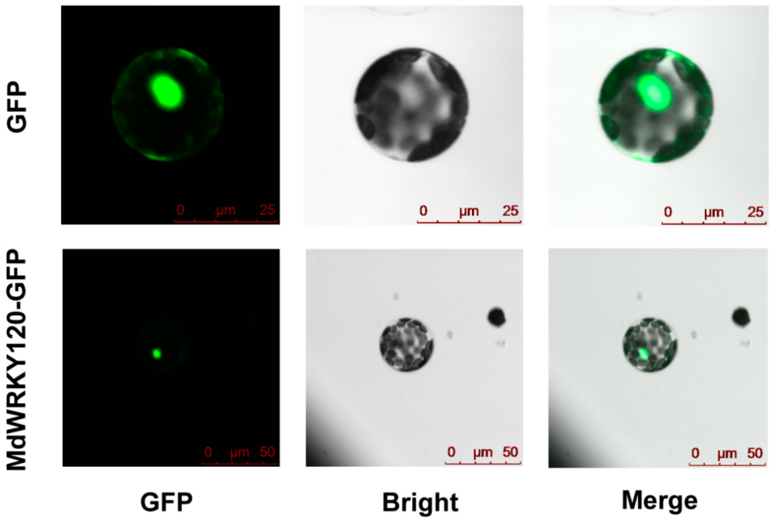 Plants 11 03389 g003