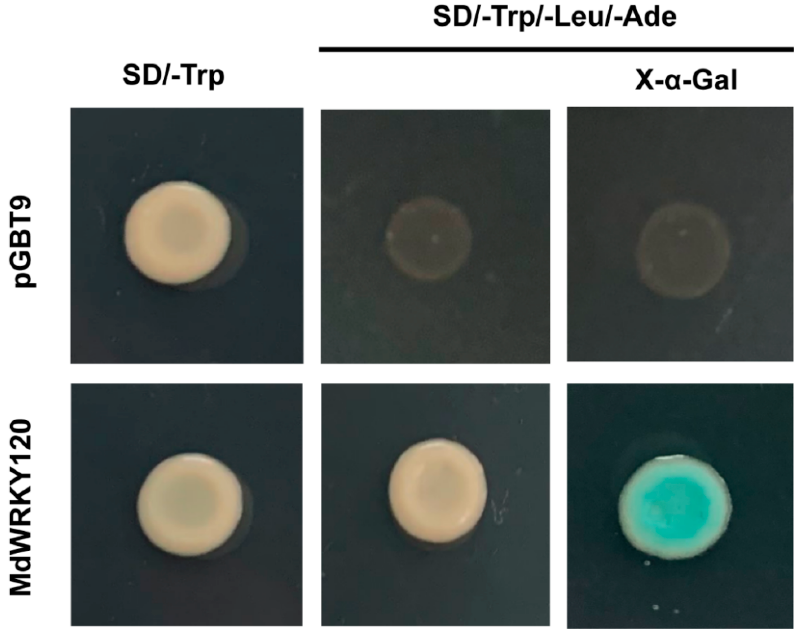 Plants 11 03389 g004