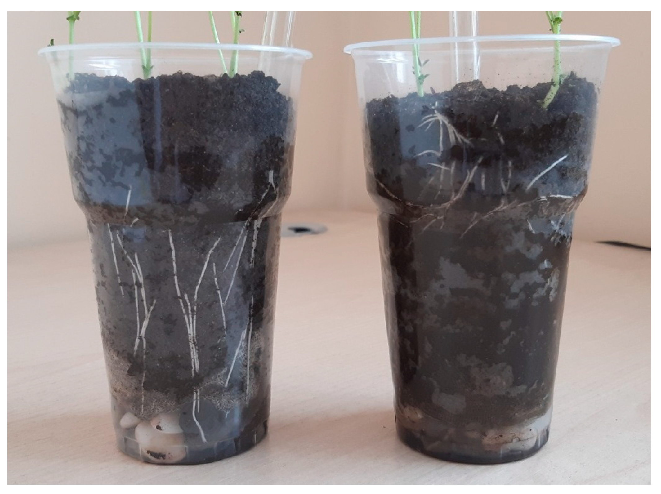 Plants 11 03396 g004