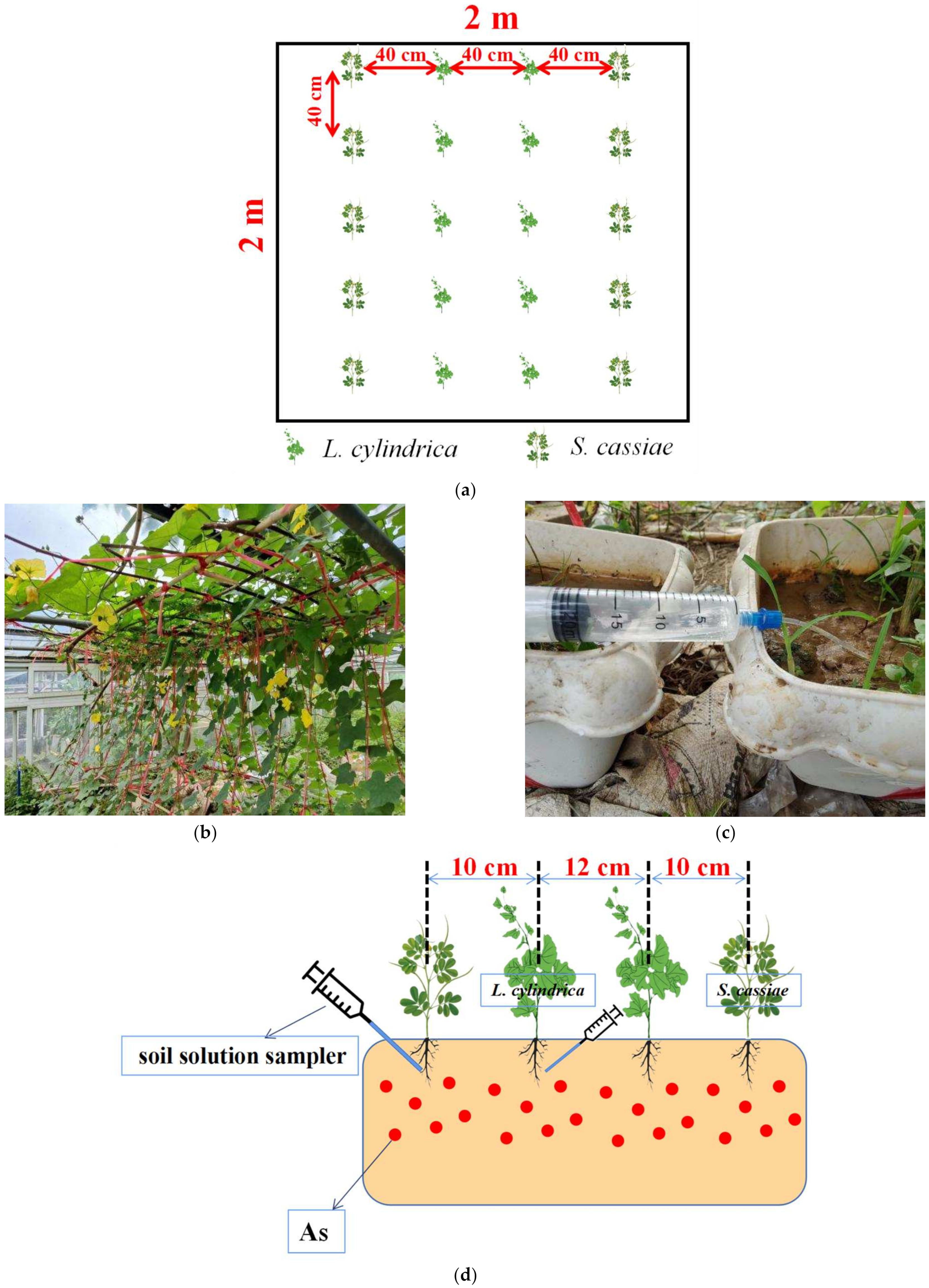 Plants 11 03398 g001 Plants 11 03398 g001