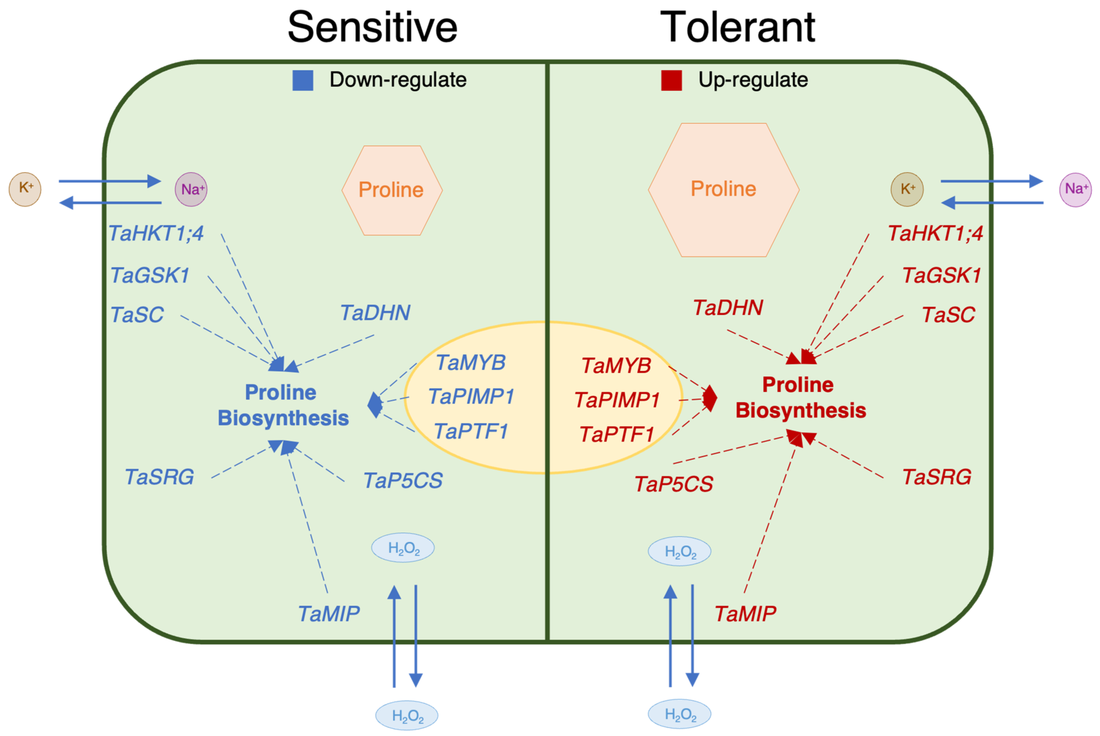 Plants 11 03401 g009 Plants 11 03401 g009