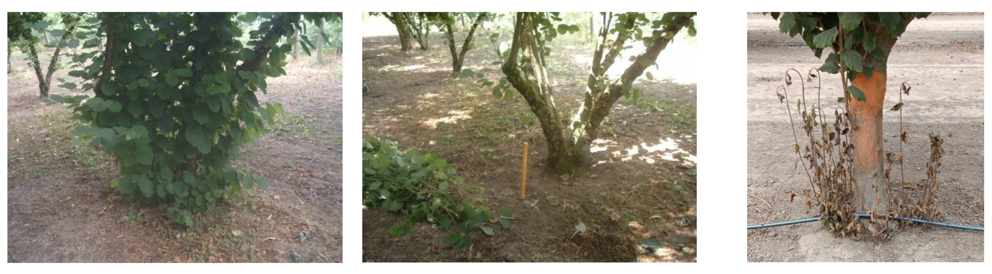 Plants 11 03416 g001