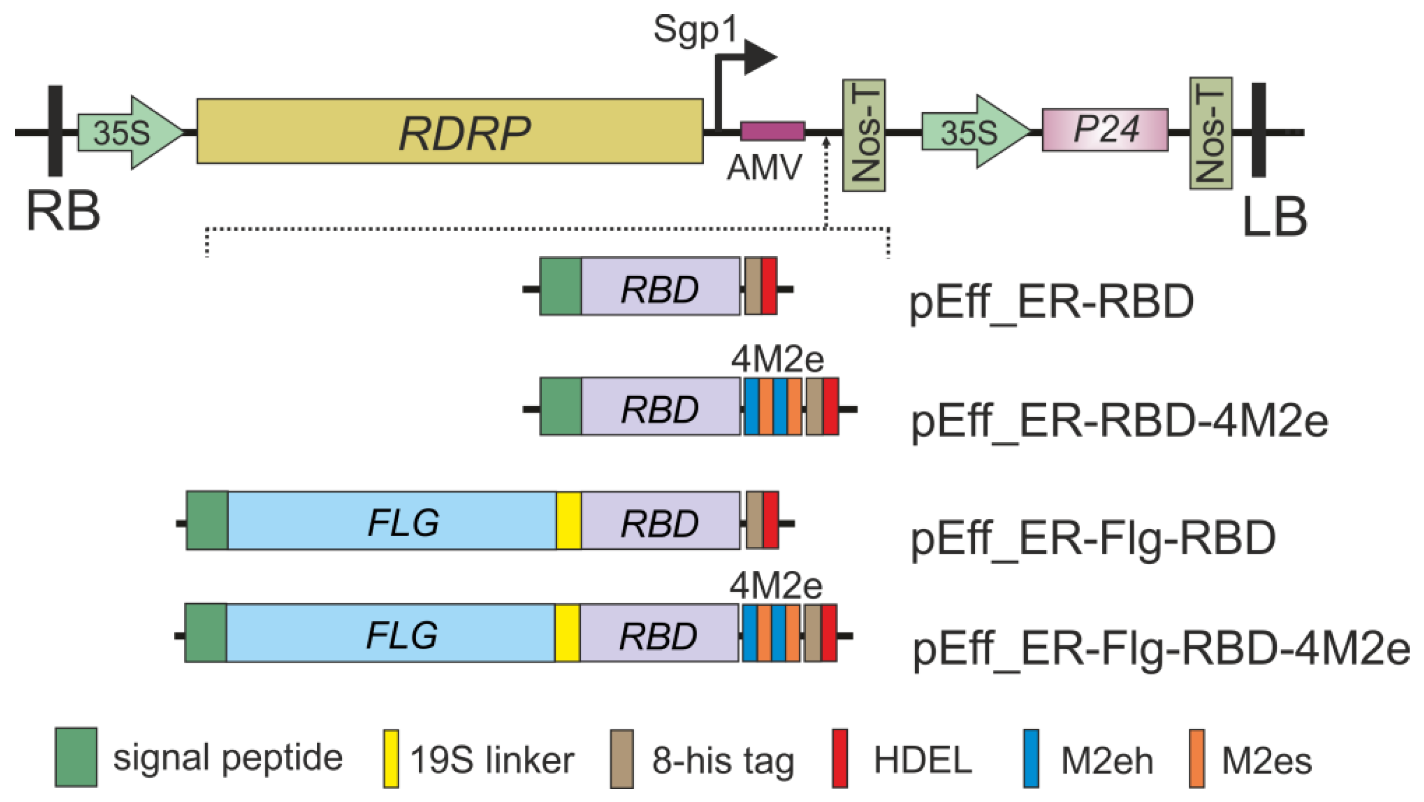Plants 11 03425 g001