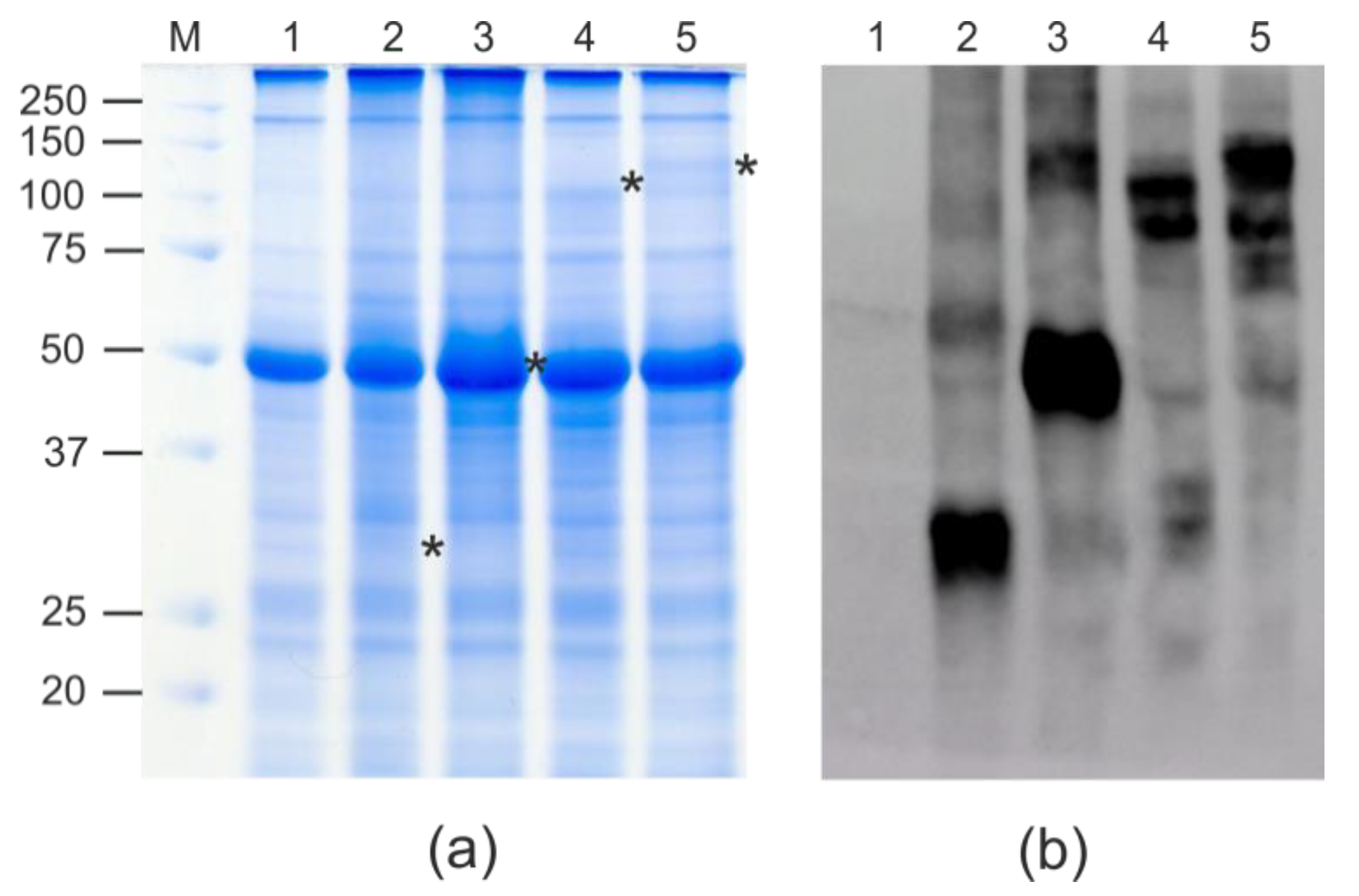 Plants 11 03425 g002