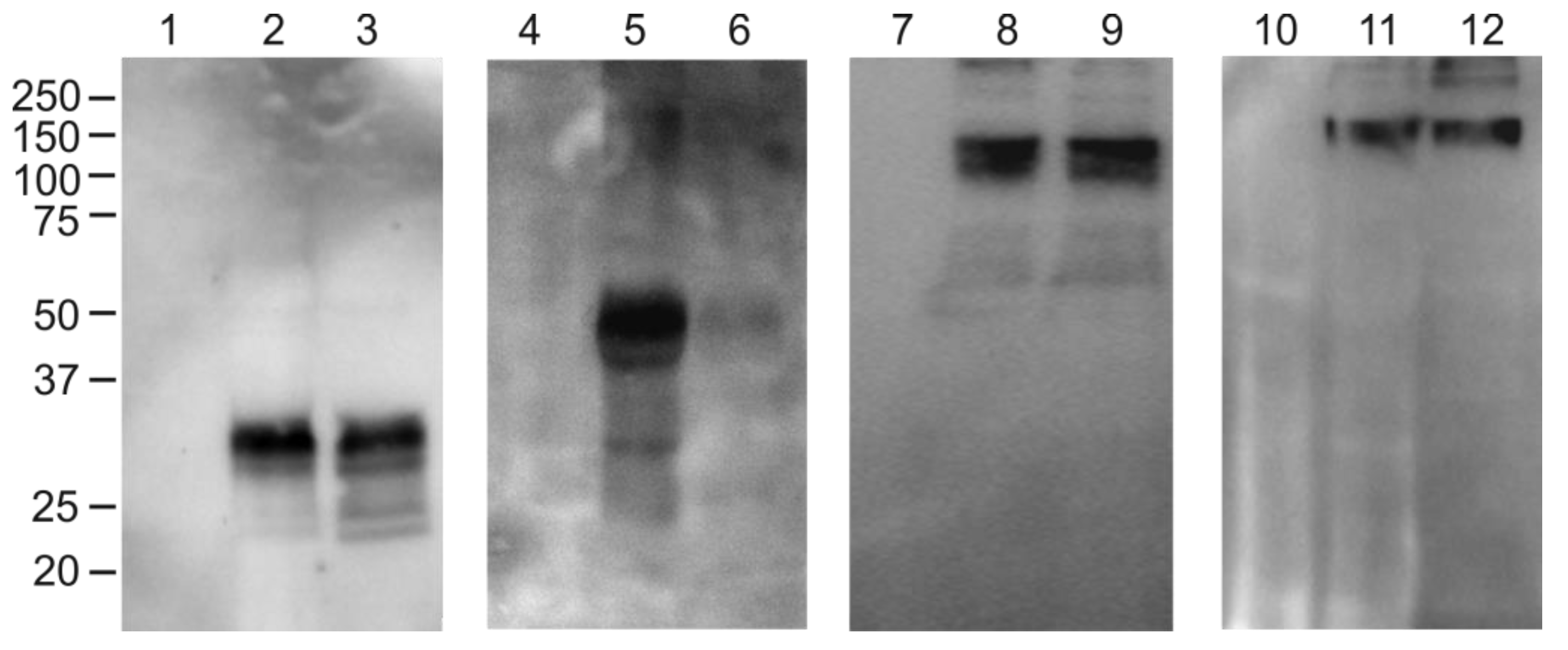 Plants 11 03425 g003