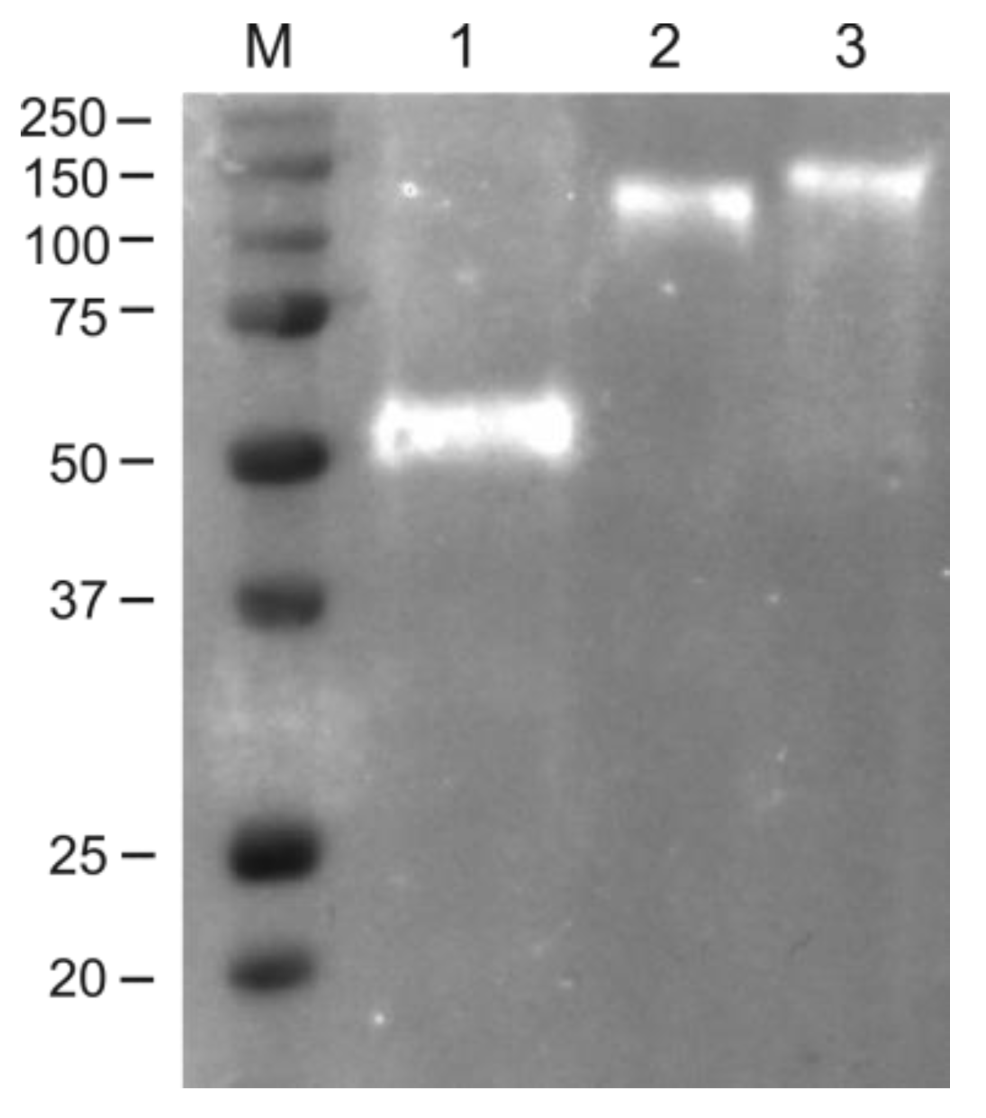 Plants 11 03425 g004