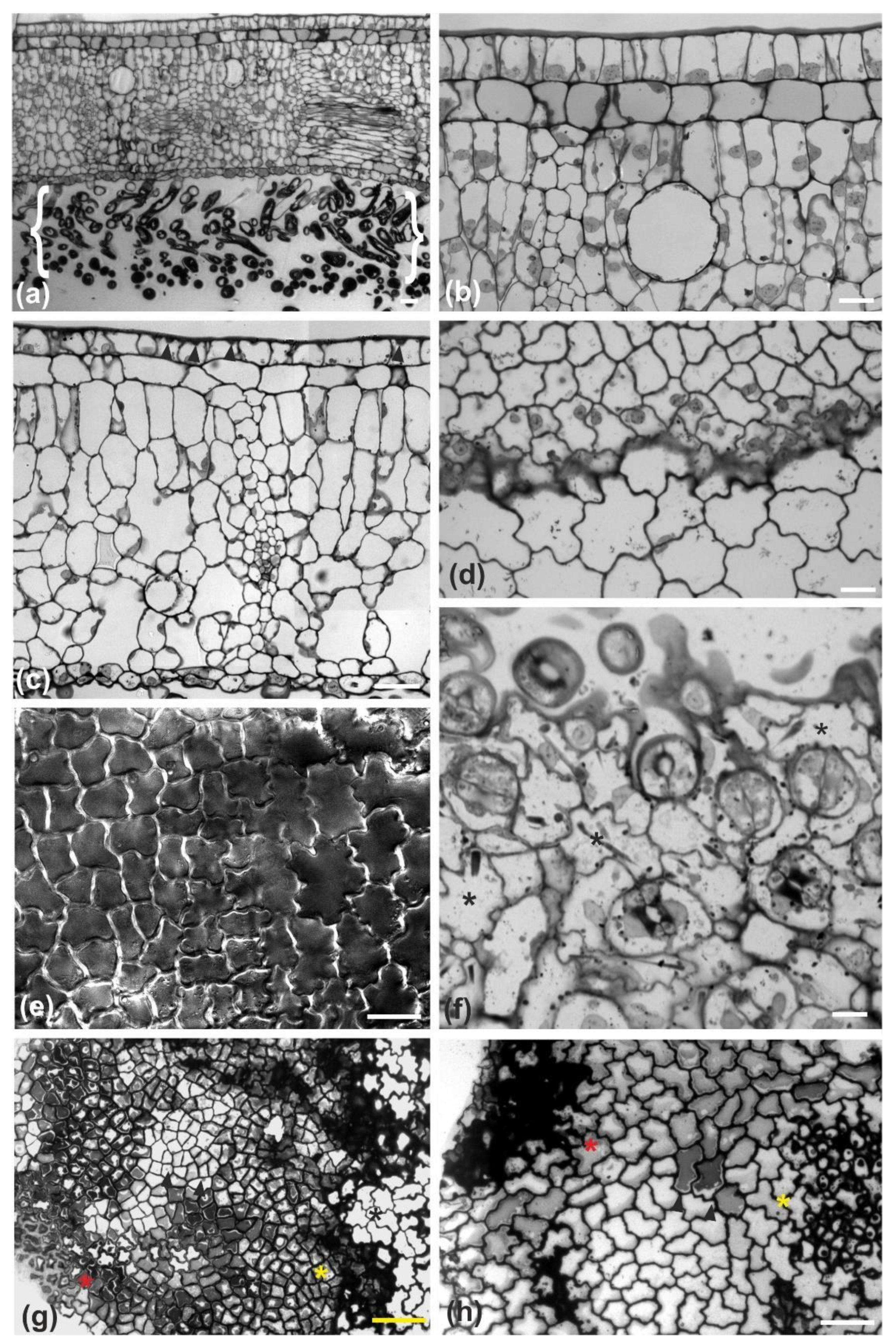 Plants 11 03437 g001