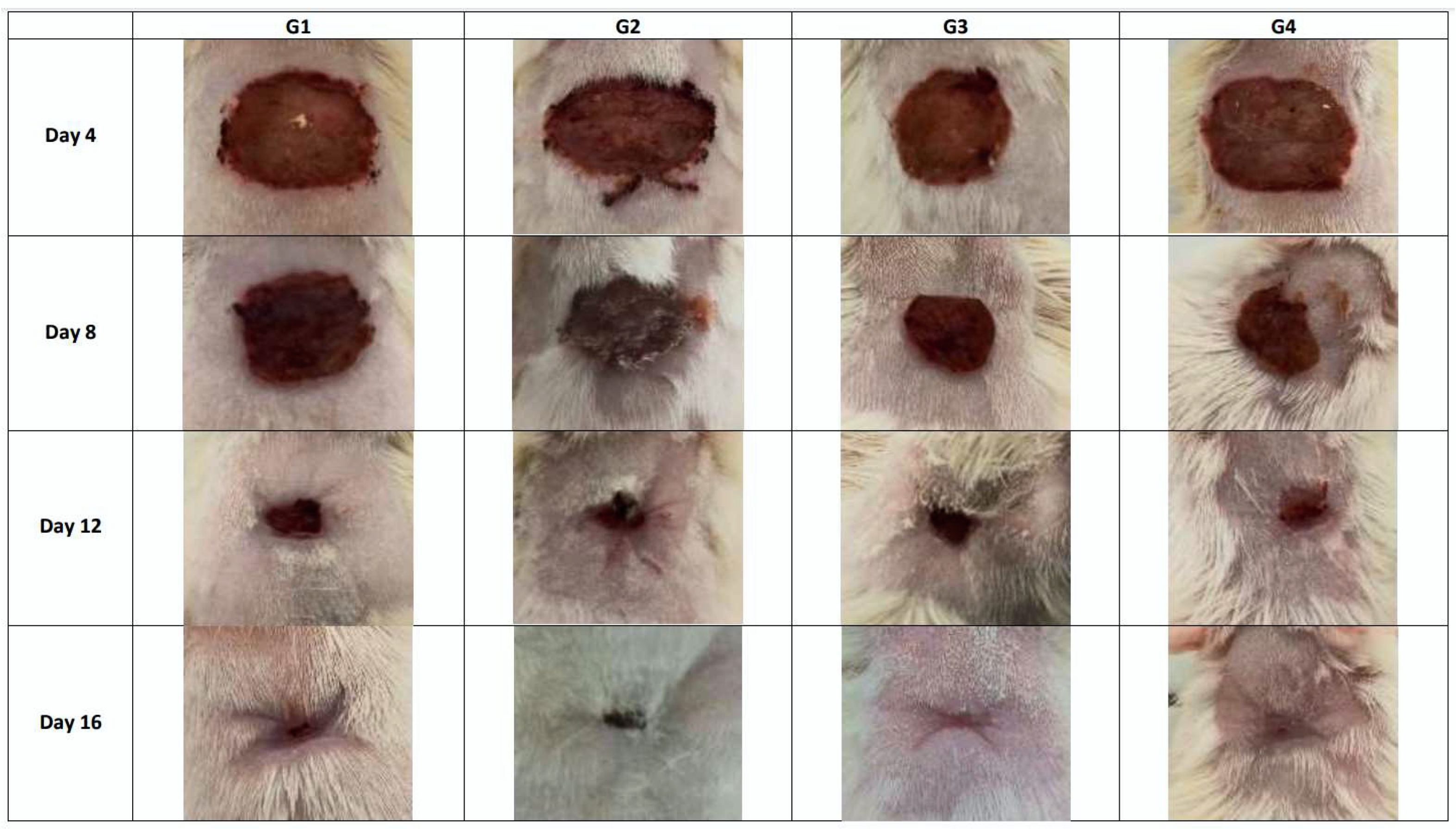 Plants 11 03440 g002