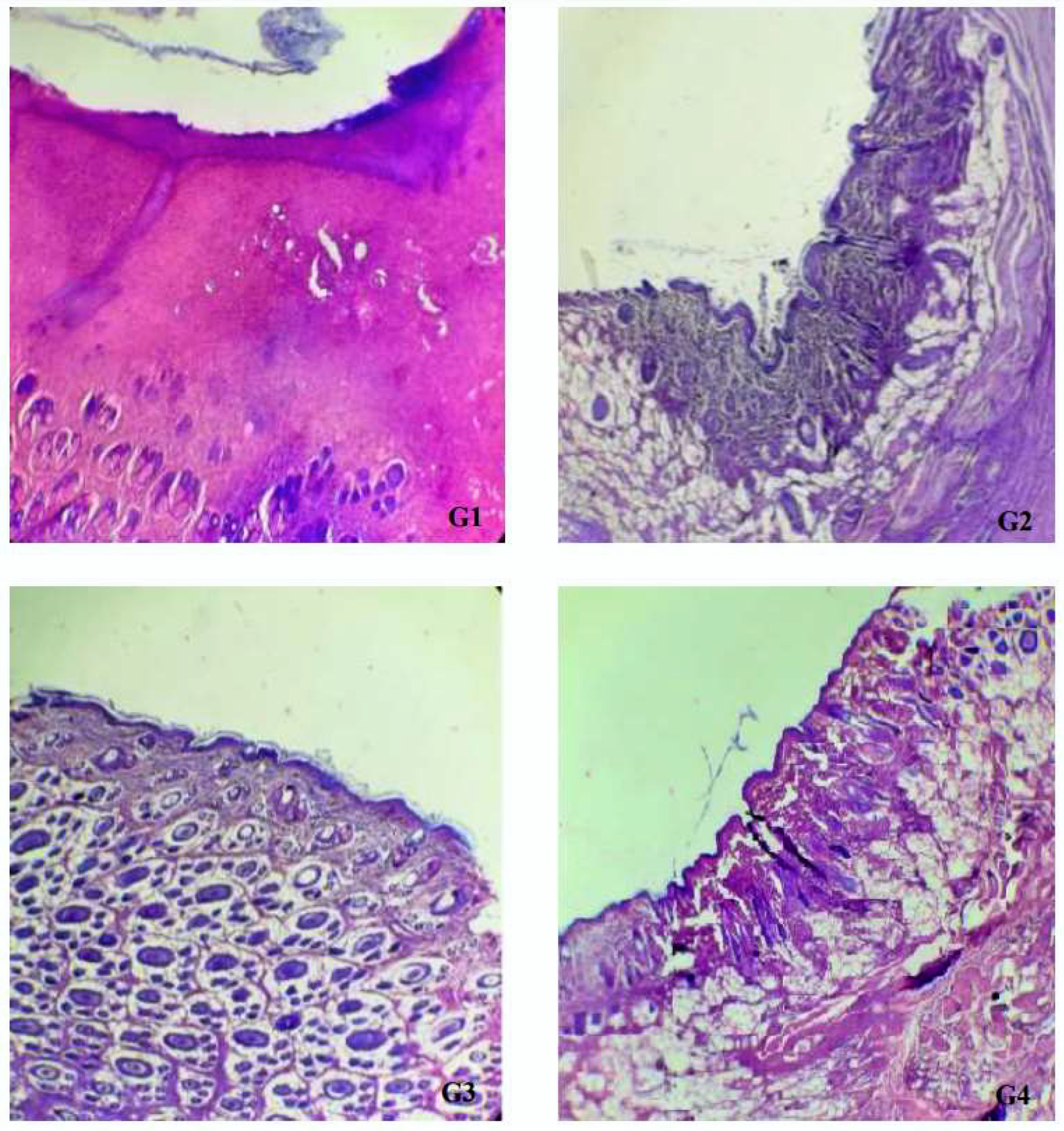 Plants 11 03440 g004