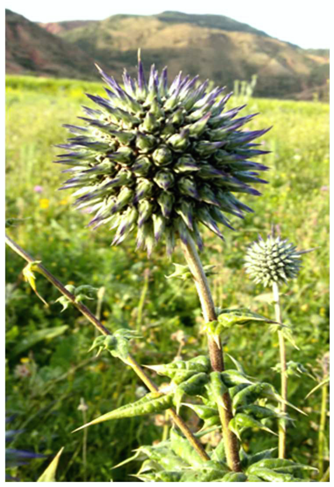 Plants 11 03440 g005