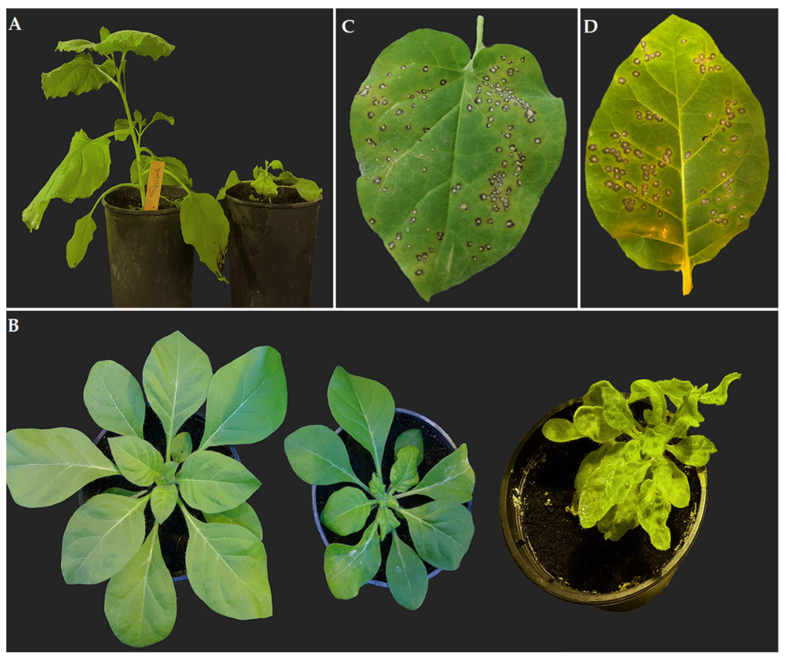 Plants 11 03443 g001