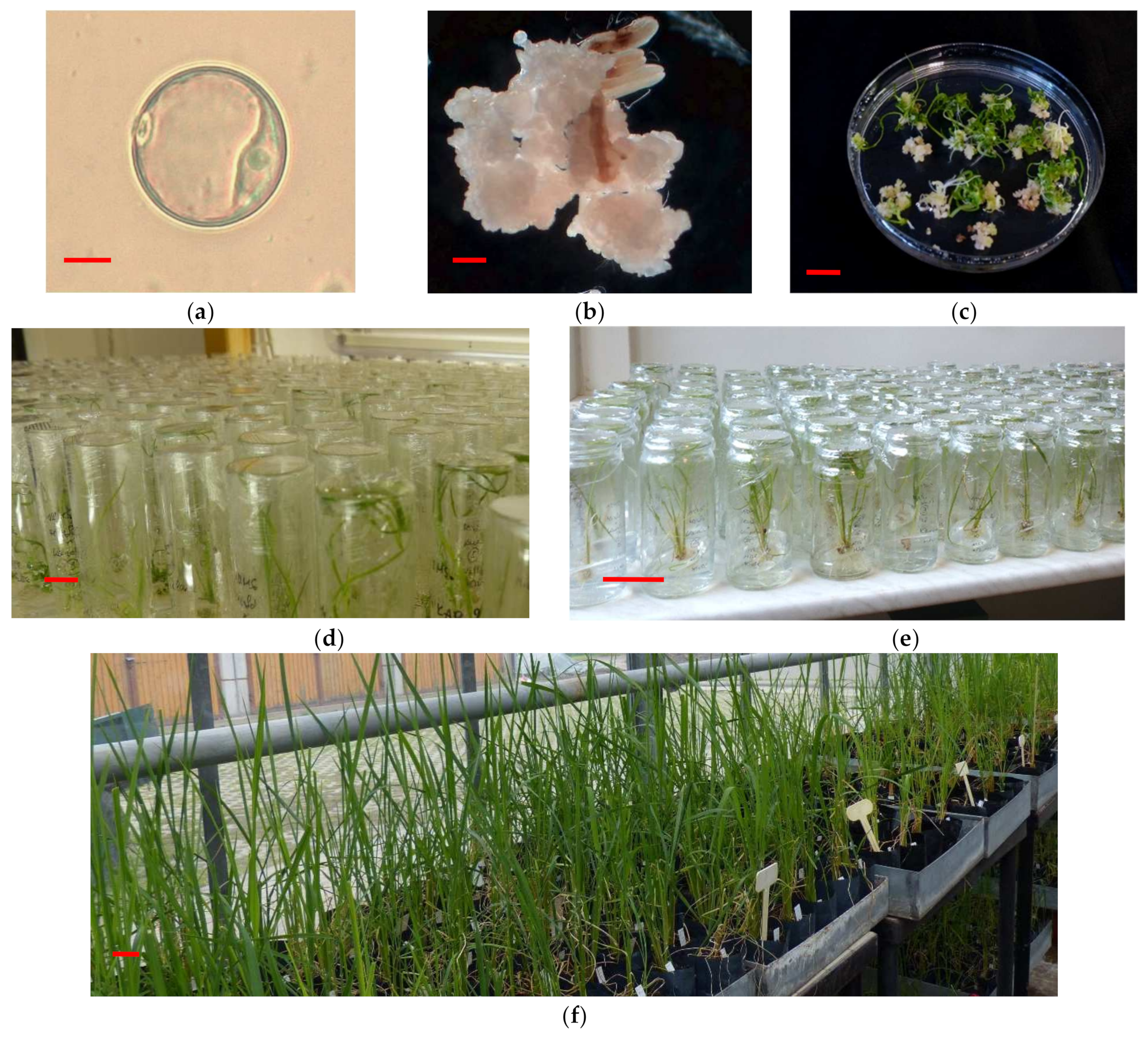 Plants 11 03446 g001