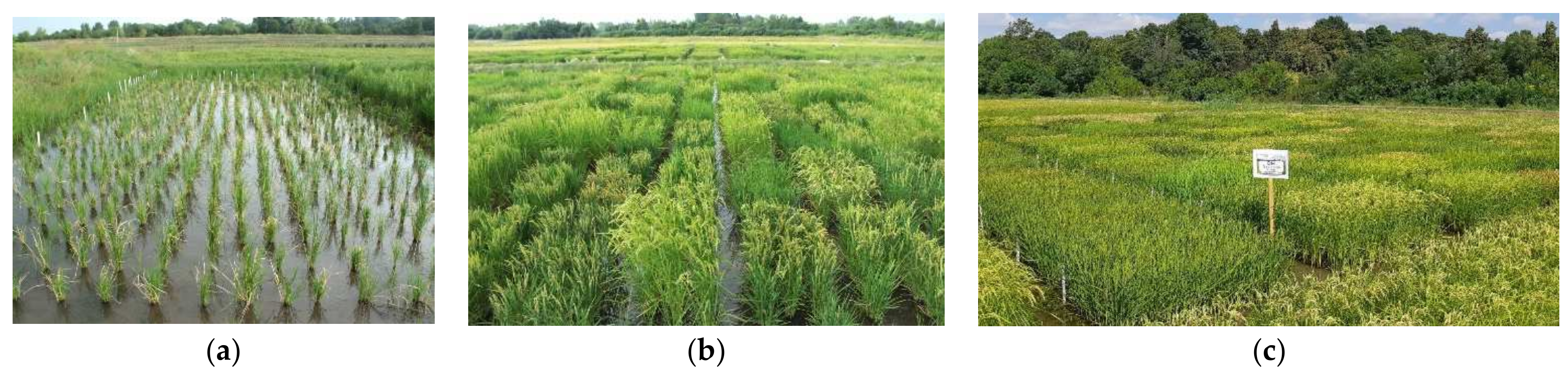 Plants 11 03446 g003