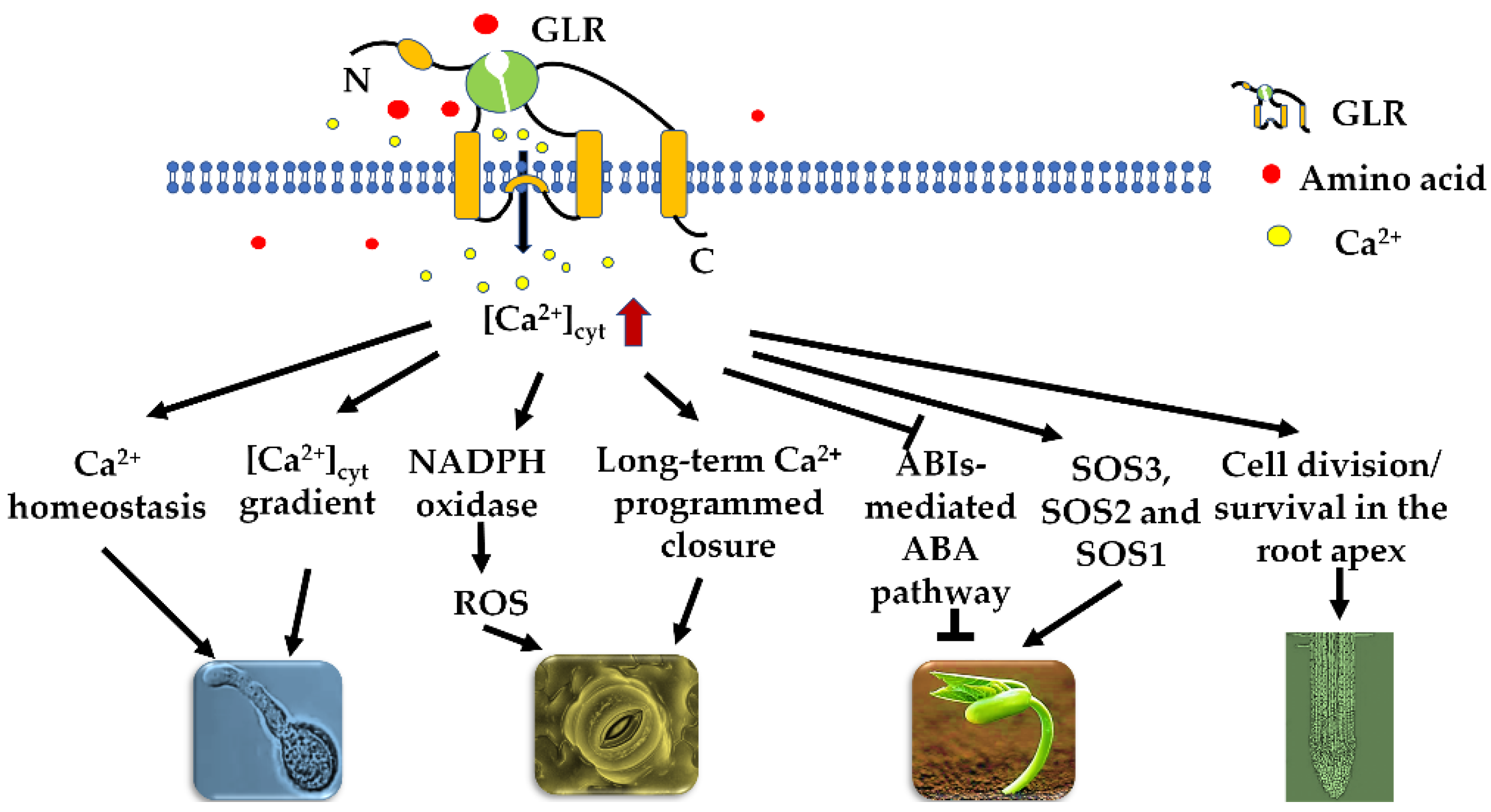 Roles of Glutamate Receptor-Like Channels (GLRs) in Plant Growth and ...