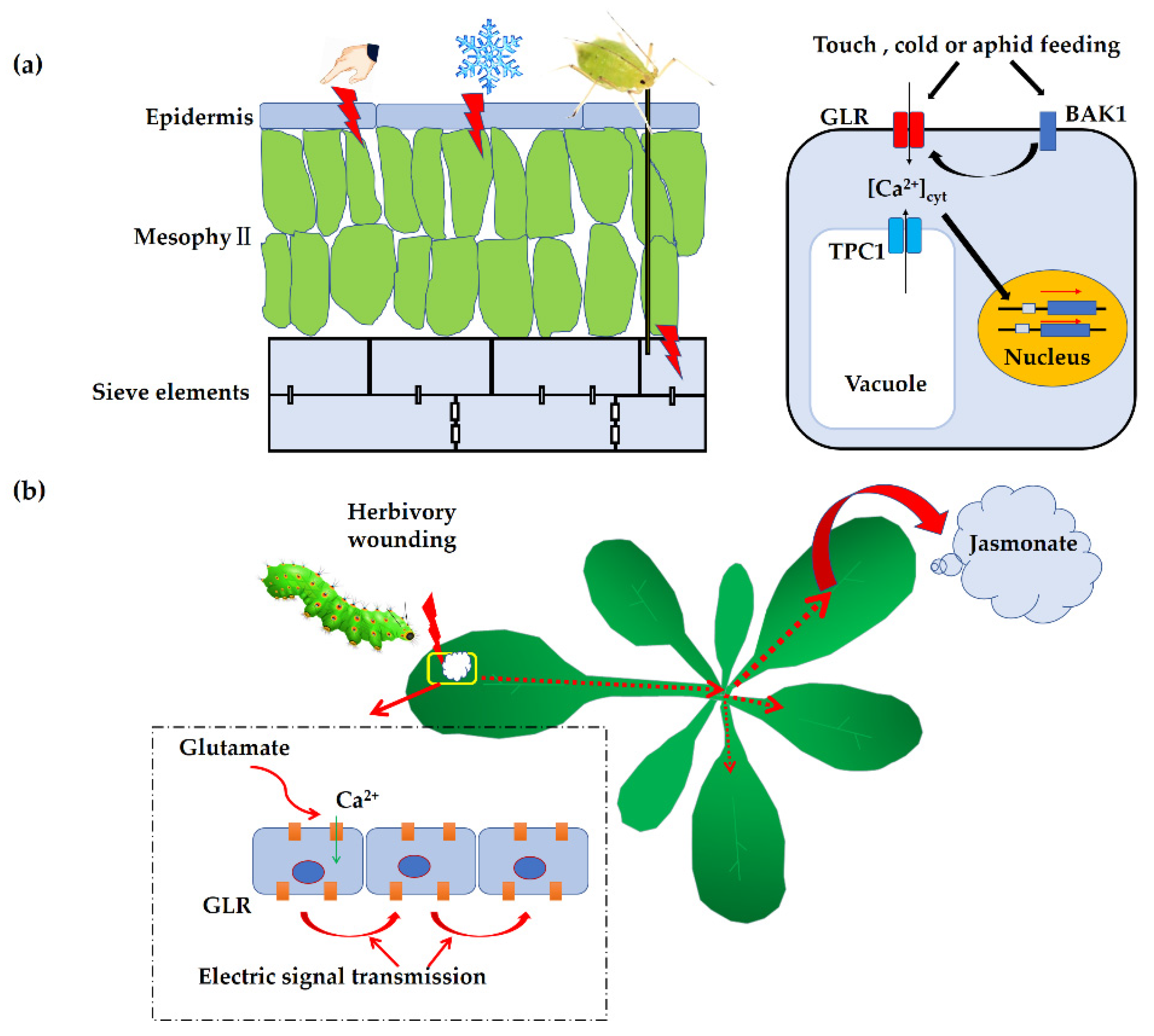 Roles of Glutamate Receptor-Like Channels (GLRs) in Plant Growth and ...