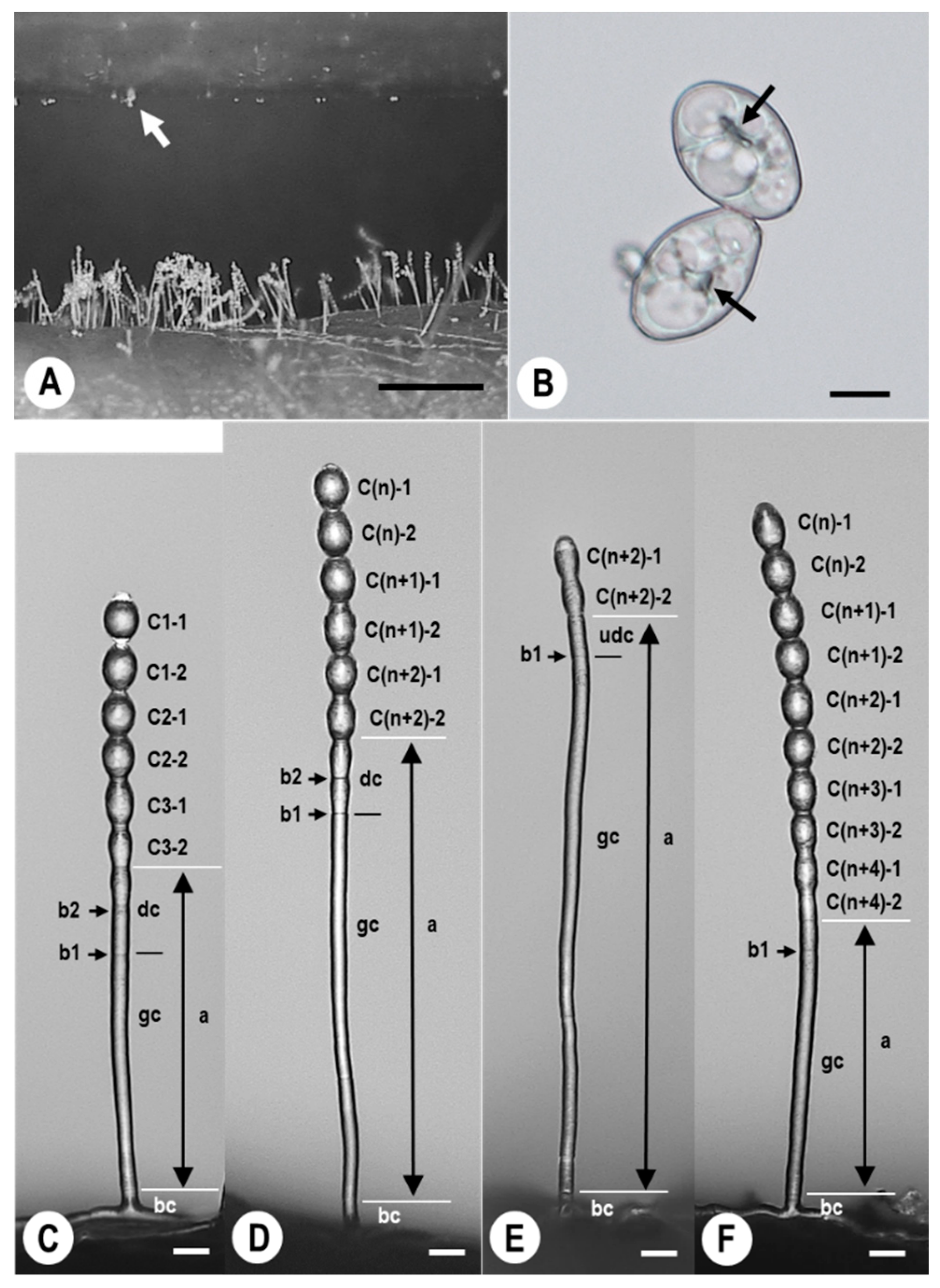 Plants 11 03453 g001